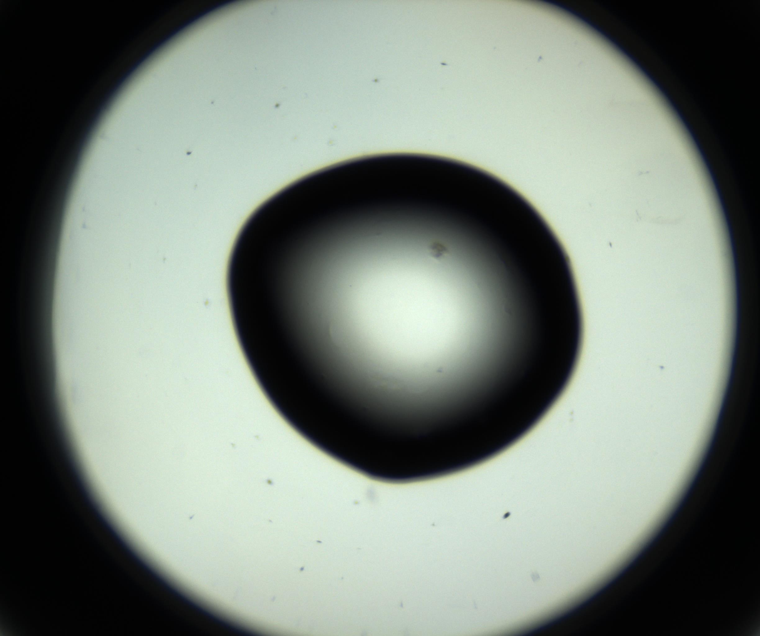 RI01_03_000_0212_Proj1_Clon1_MC_0000MC102809_006_161013_08_03_02_00_98_002_001_RAI.jpg