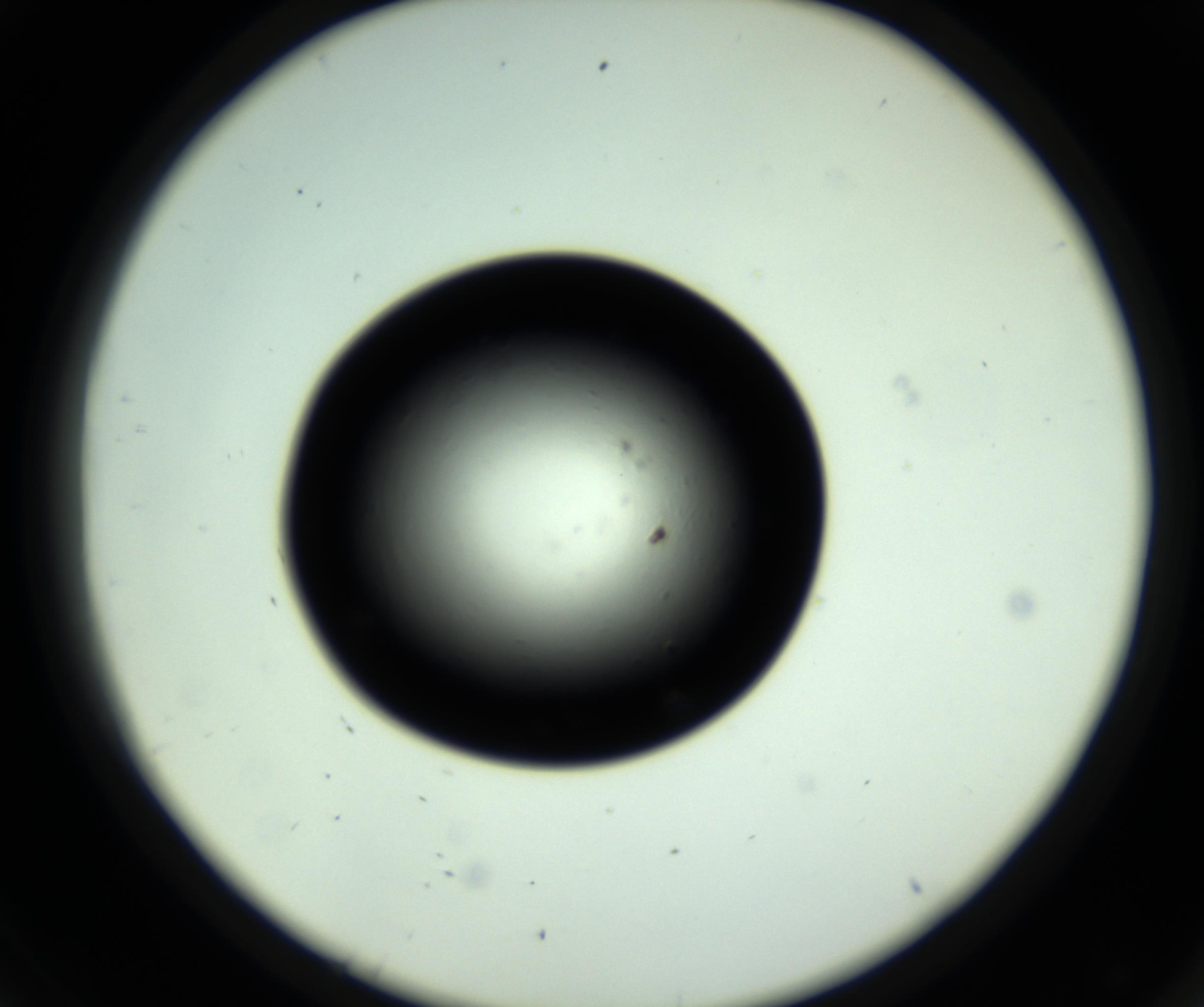 RI01_03_000_0212_Proj1_Clon1_MC_0000MC102809_006_161013_08_04_02_00_98_002_001_RAI.jpg