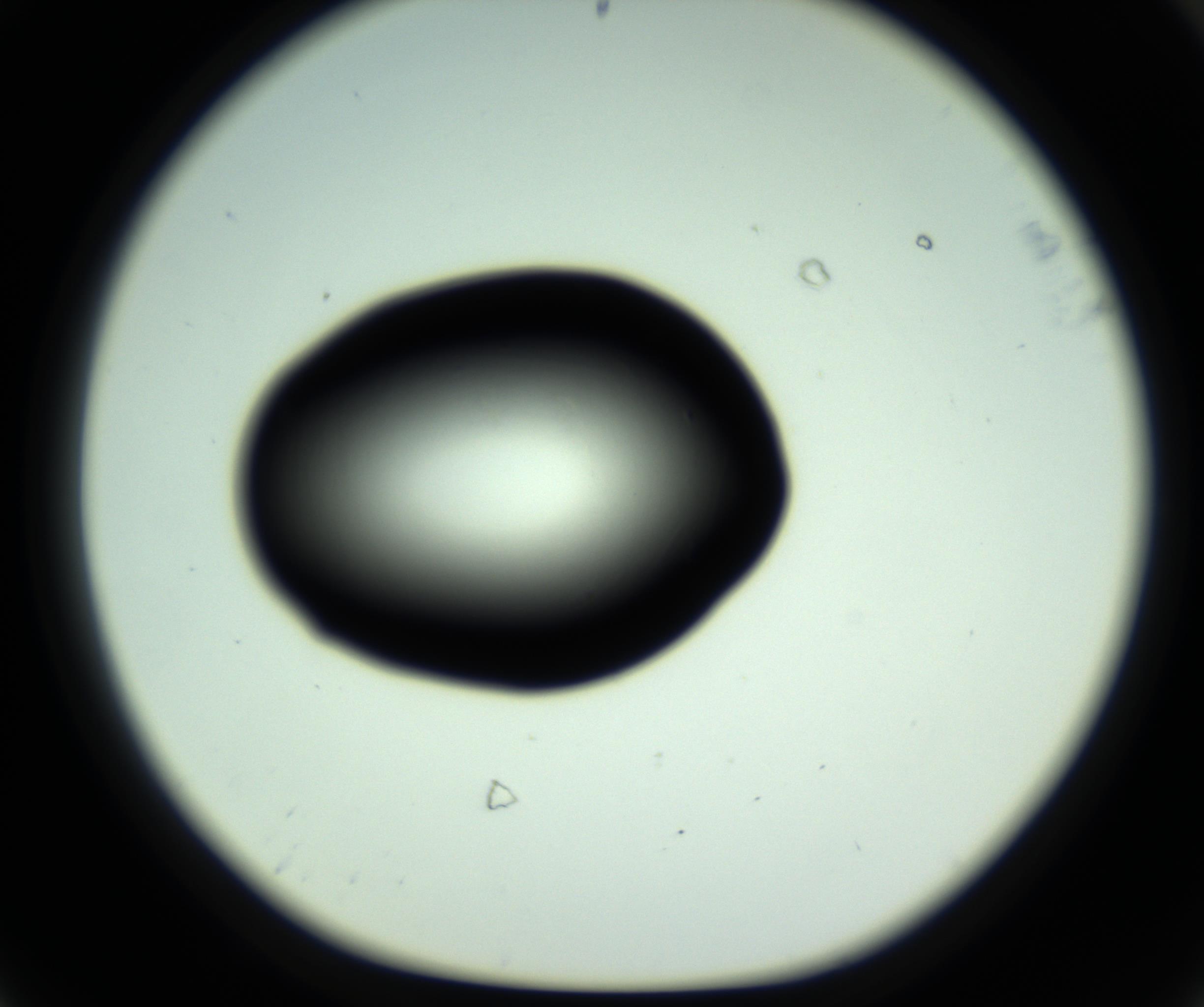 RI01_03_000_0212_Proj1_Clon1_MC_0000MC102809_006_161013_08_06_01_00_98_002_001_RAI.jpg