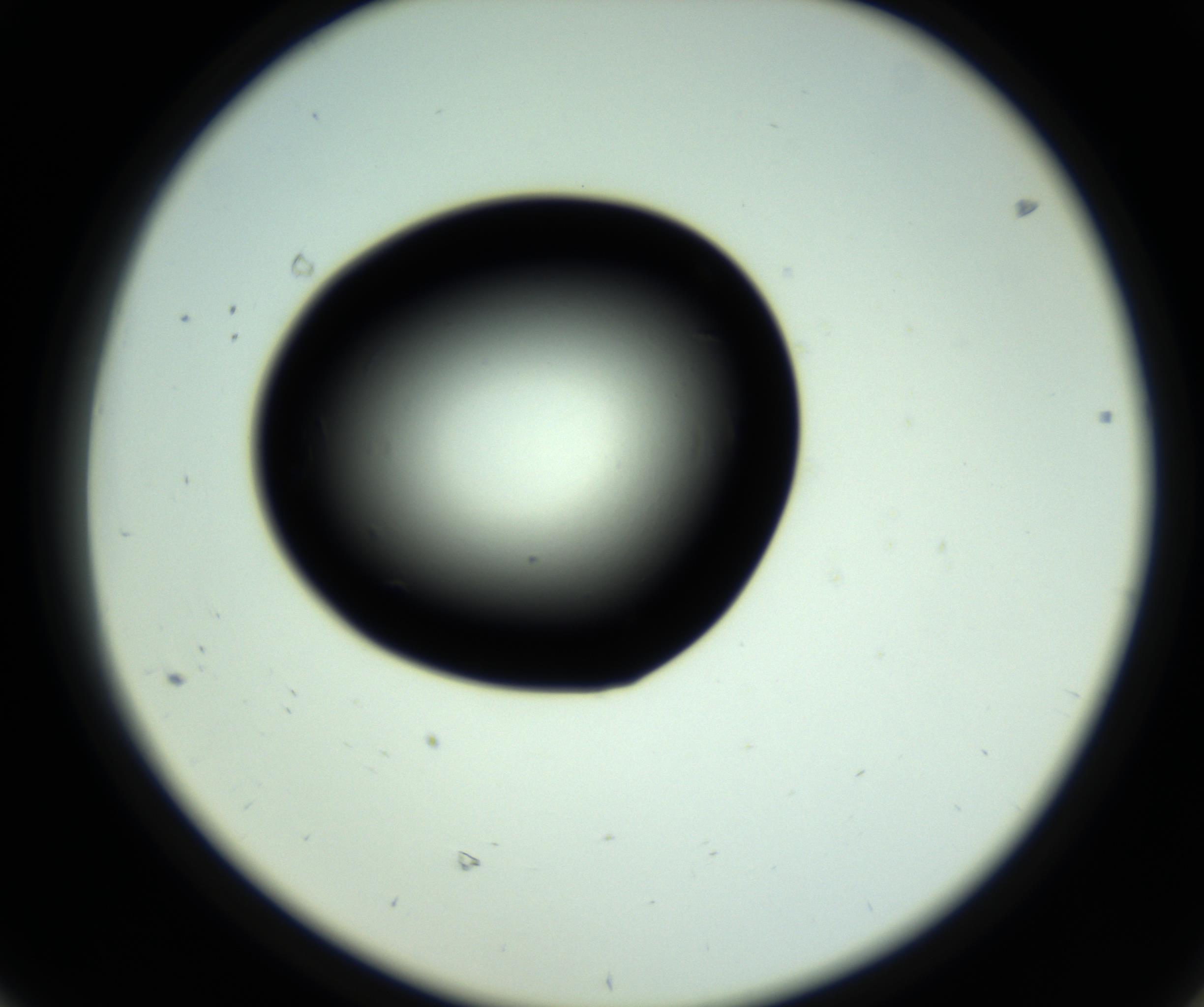 RI01_03_000_0212_Proj1_Clon1_MC_0000MC102809_006_161013_08_06_02_00_98_002_001_RAI.jpg