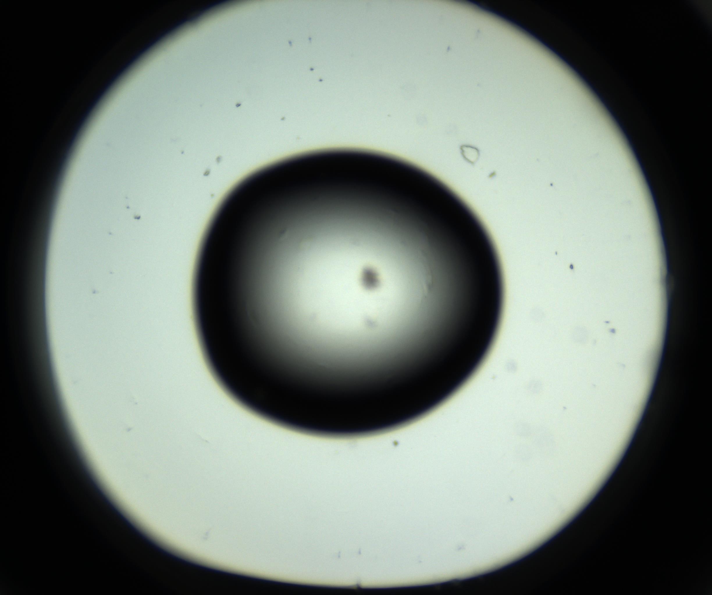 RI01_03_000_0212_Proj1_Clon1_MC_0000MC102809_006_161013_08_07_01_00_98_002_001_RAI.jpg