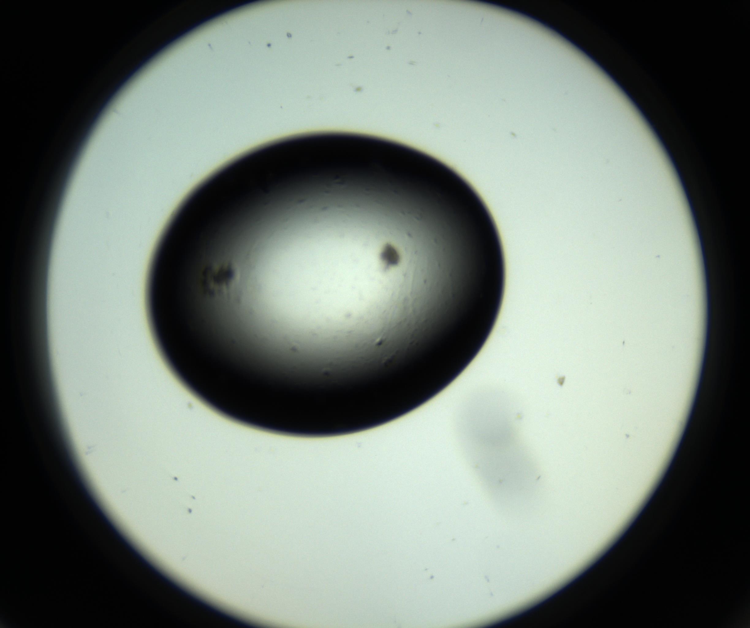 RI01_03_000_0212_Proj1_Clon1_MC_0000MC102809_006_161013_08_07_02_00_98_002_001_RAI.jpg
