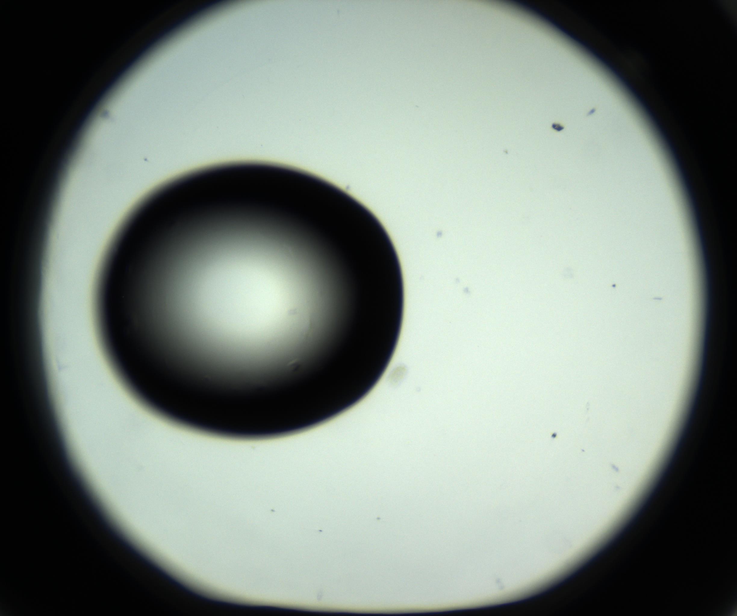 RI01_03_000_0212_Proj1_Clon1_MC_0000MC102809_006_161013_09_06_01_00_98_002_001_RAI.jpg