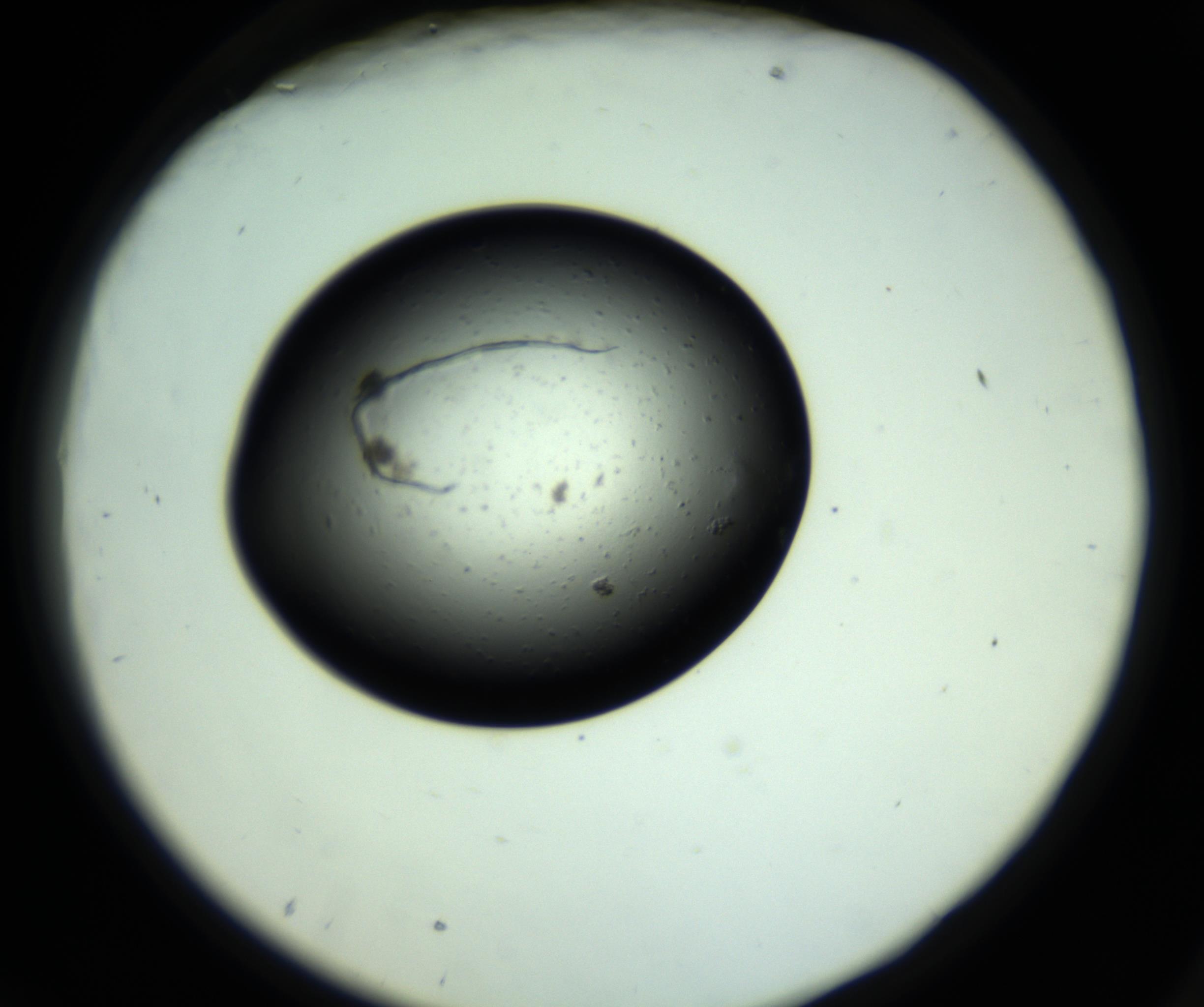 RI01_03_000_0212_Proj1_Clon1_MC_0000MC102809_006_161013_09_07_02_00_98_002_001_RAI.jpg