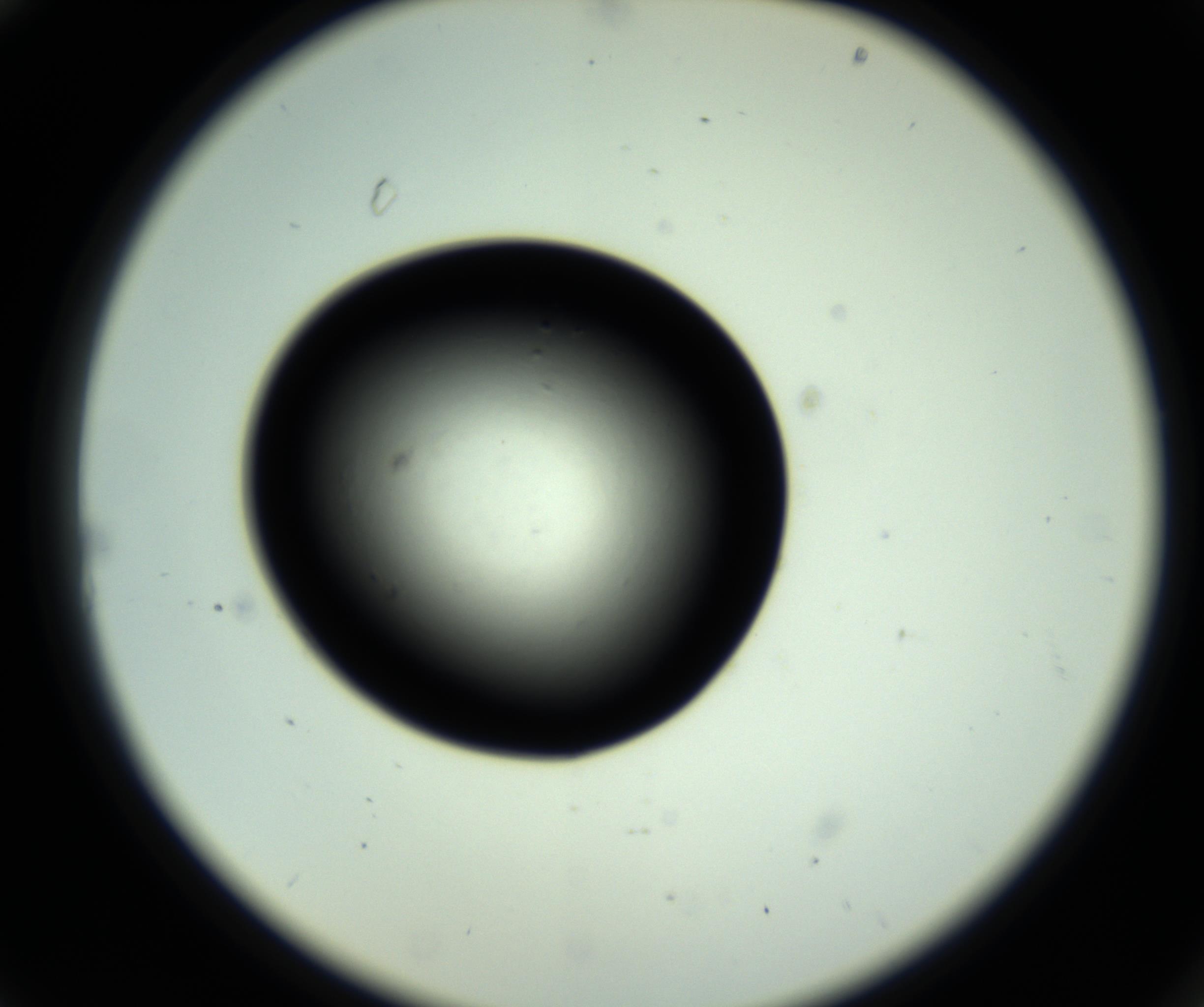RI01_03_000_0212_Proj1_Clon1_MC_0000MC102809_006_161013_10_02_02_00_98_002_001_RAI.jpg