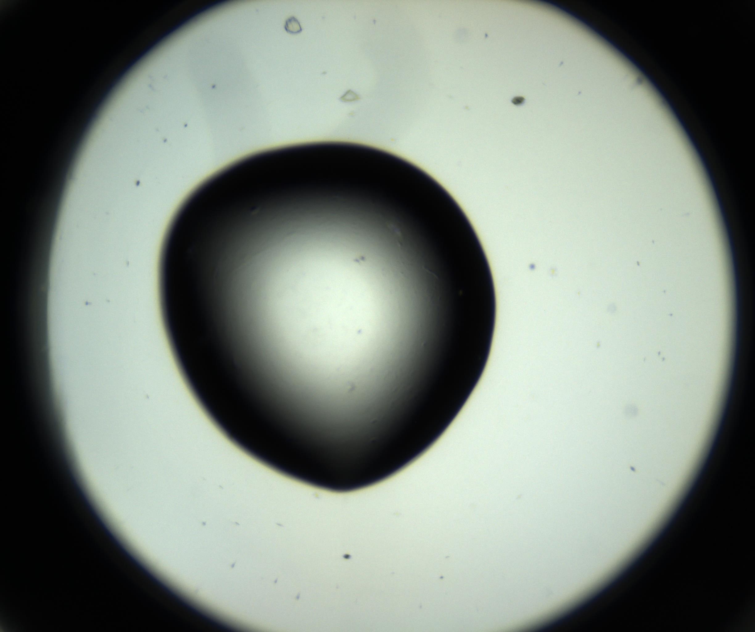 RI01_03_000_0212_Proj1_Clon1_MC_0000MC102809_006_161013_10_03_02_00_98_002_001_RAI.jpg