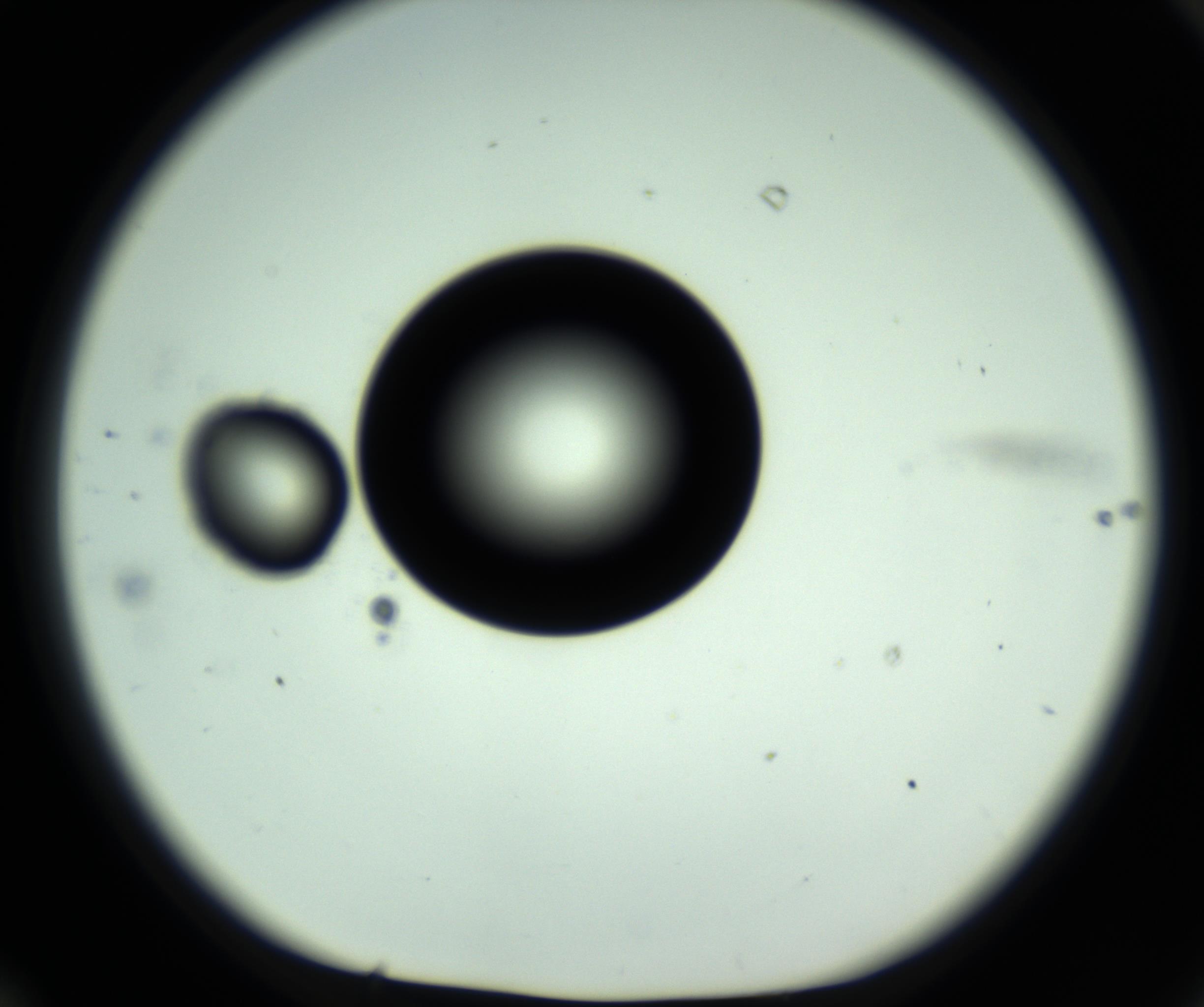 RI01_03_000_0212_Proj1_Clon1_MC_0000MC102809_006_161013_10_06_01_00_98_002_001_RAI.jpg