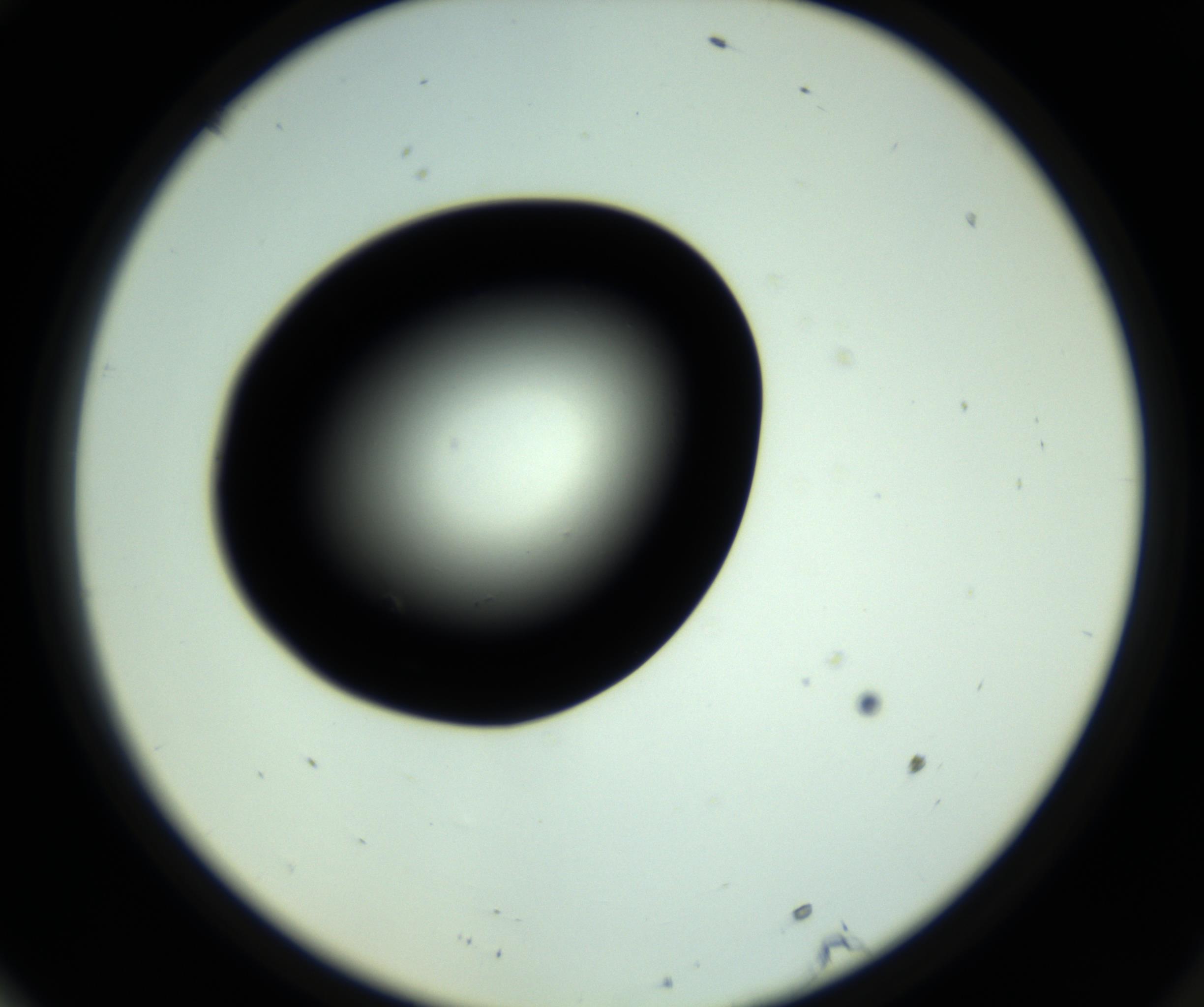 RI01_03_000_0212_Proj1_Clon1_MC_0000MC102809_006_161013_10_06_02_00_98_002_001_RAI.jpg