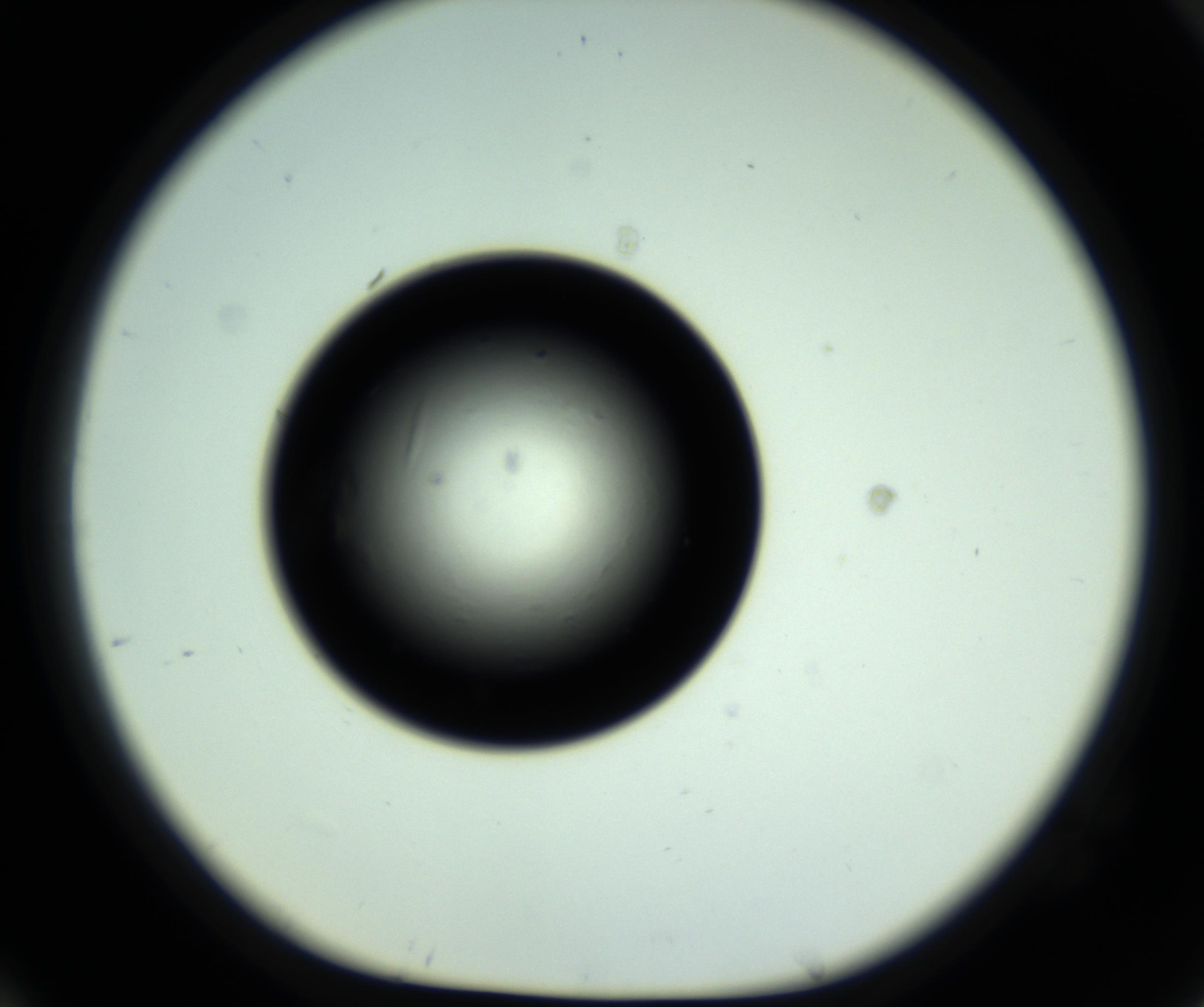 RI01_03_000_0212_Proj1_Clon1_MC_0000MC102809_006_161013_10_07_01_00_98_002_001_RAI.jpg