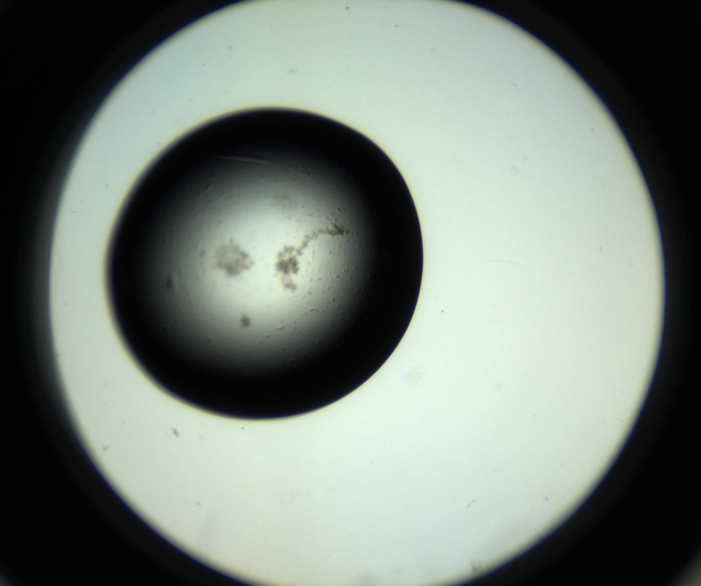 RI01_03_000_0212_Proj1_Clon1_MC_0000MC102809_006_161013_10_07_02_00_98_002_001_RAI.jpg