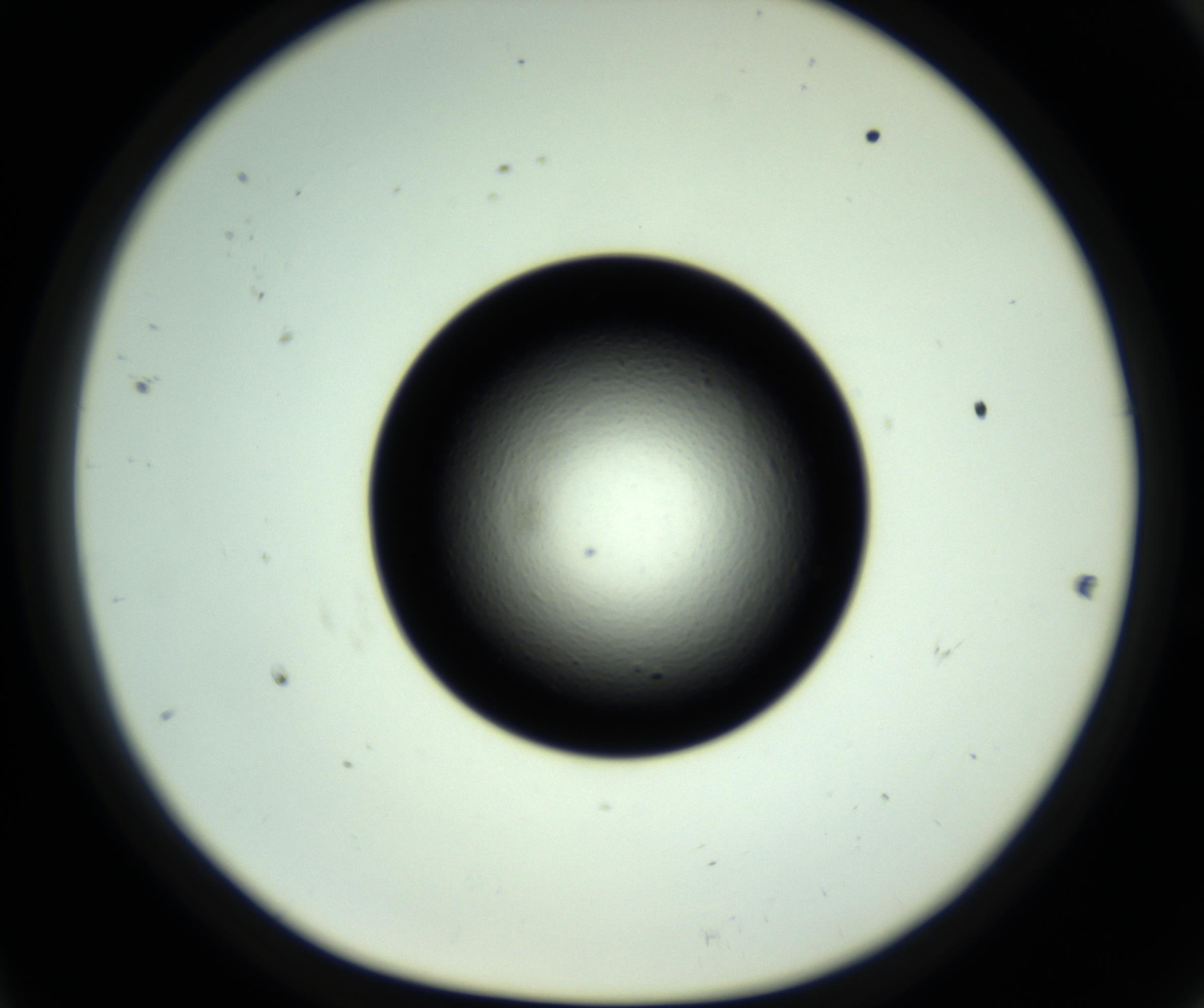 RI01_03_000_0212_Proj1_Clon1_MC_0000MC102809_006_161013_11_04_01_00_98_002_001_RAI.jpg