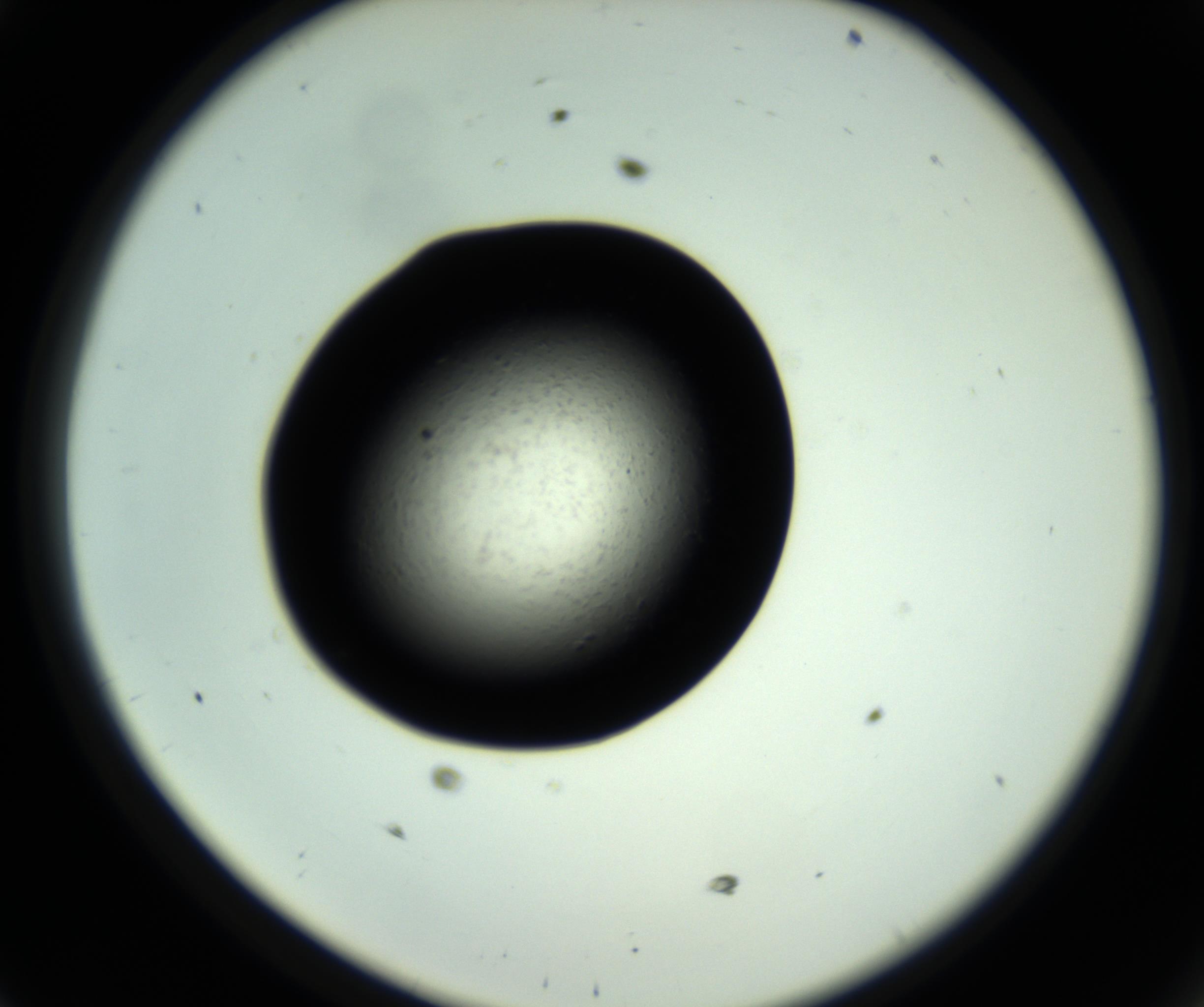 RI01_03_000_0212_Proj1_Clon1_MC_0000MC102809_006_161013_11_04_02_00_98_002_001_RAI.jpg