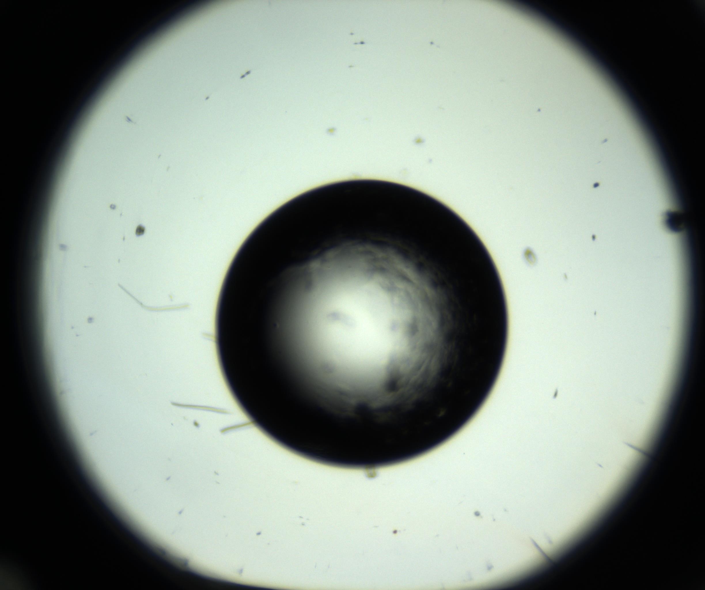 RI01_03_000_0212_Proj1_Clon1_MC_0000MC102809_006_161013_12_01_01_00_98_002_001_RAI.jpg