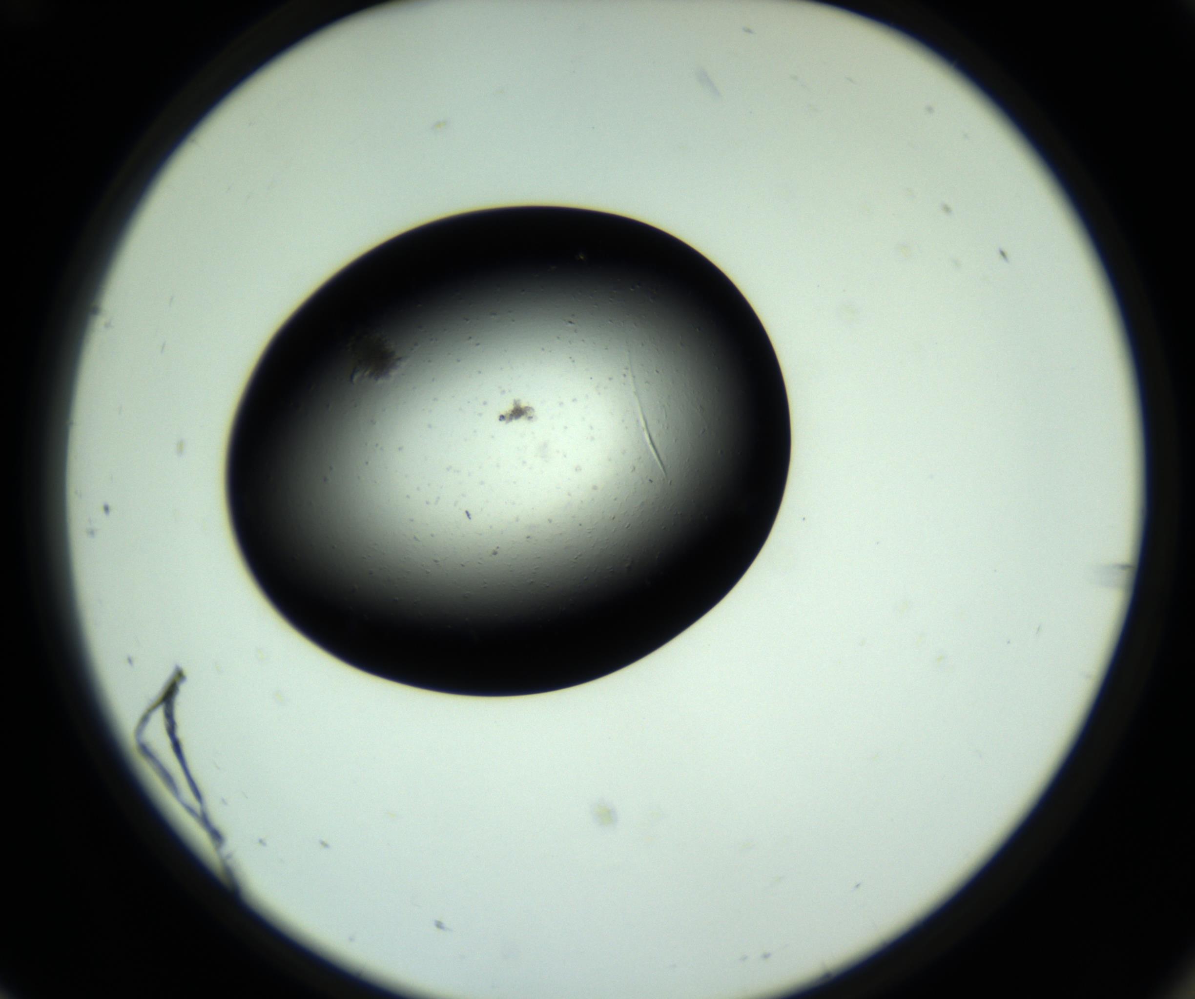 RI01_03_000_0212_Proj1_Clon1_MC_0000MC102809_006_161013_12_07_02_00_98_002_001_RAI.jpg