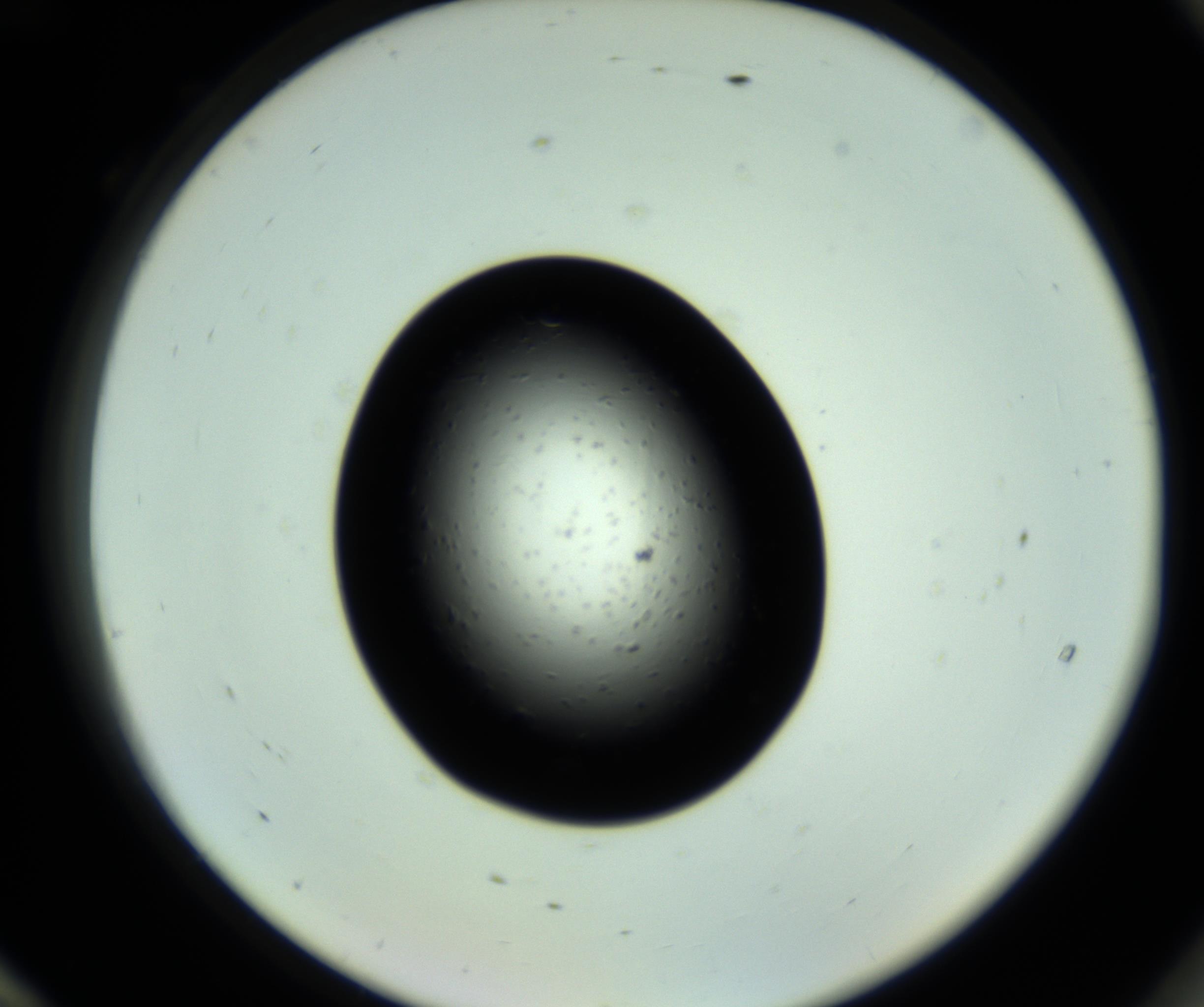 RI01_03_000_0212_Proj1_Clon1_MC_0000MC102809_006_161013_12_08_02_00_98_002_001_RAI.jpg