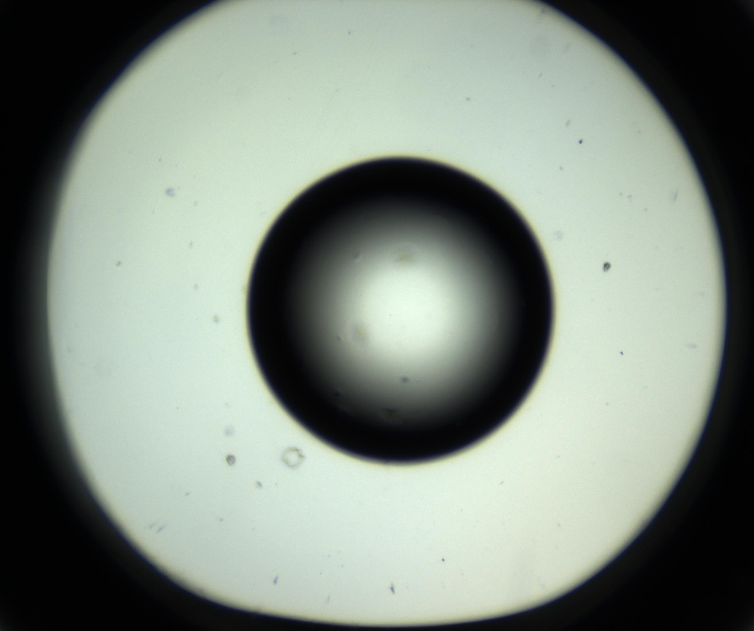 RI01_03_000_0212_Proj1_Clon1_MC_0000MC102810_006_161013_02_03_01_00_98_002_001_RAI.jpg
