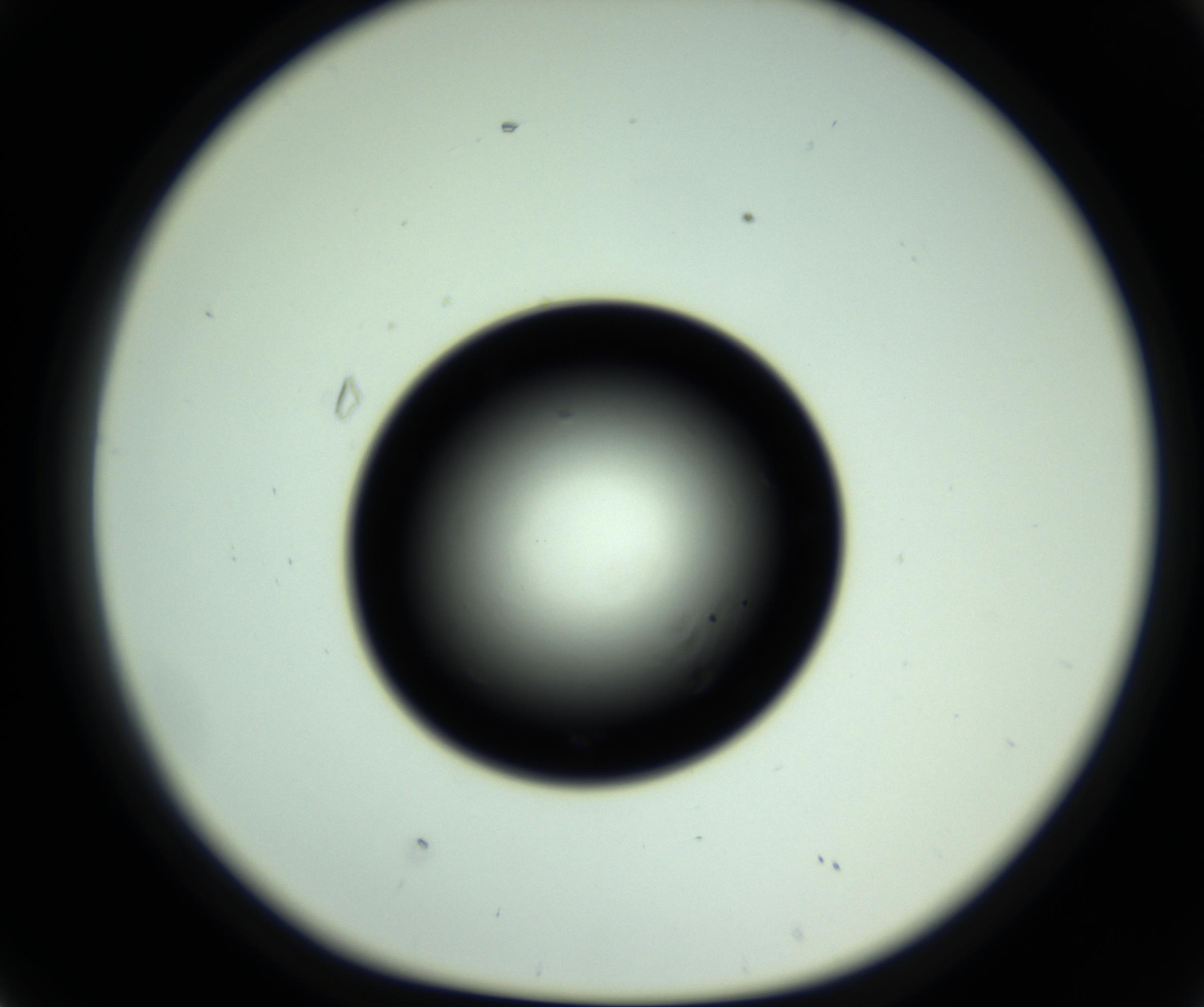 RI01_03_000_0212_Proj1_Clon1_MC_0000MC102810_006_161013_02_04_01_00_98_002_001_RAI.jpg