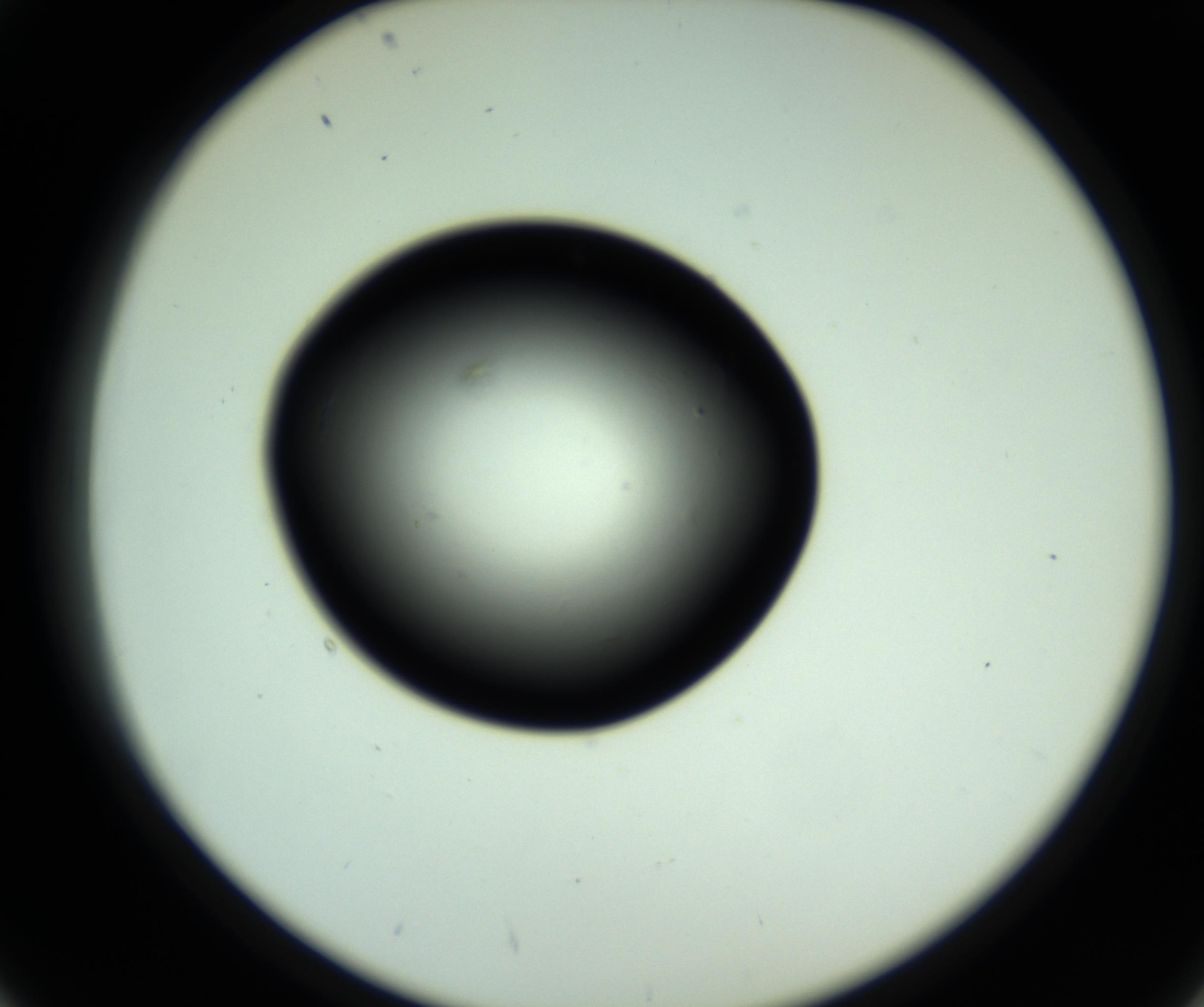 RI01_03_000_0212_Proj1_Clon1_MC_0000MC102810_006_161013_02_04_02_00_98_002_001_RAI.jpg