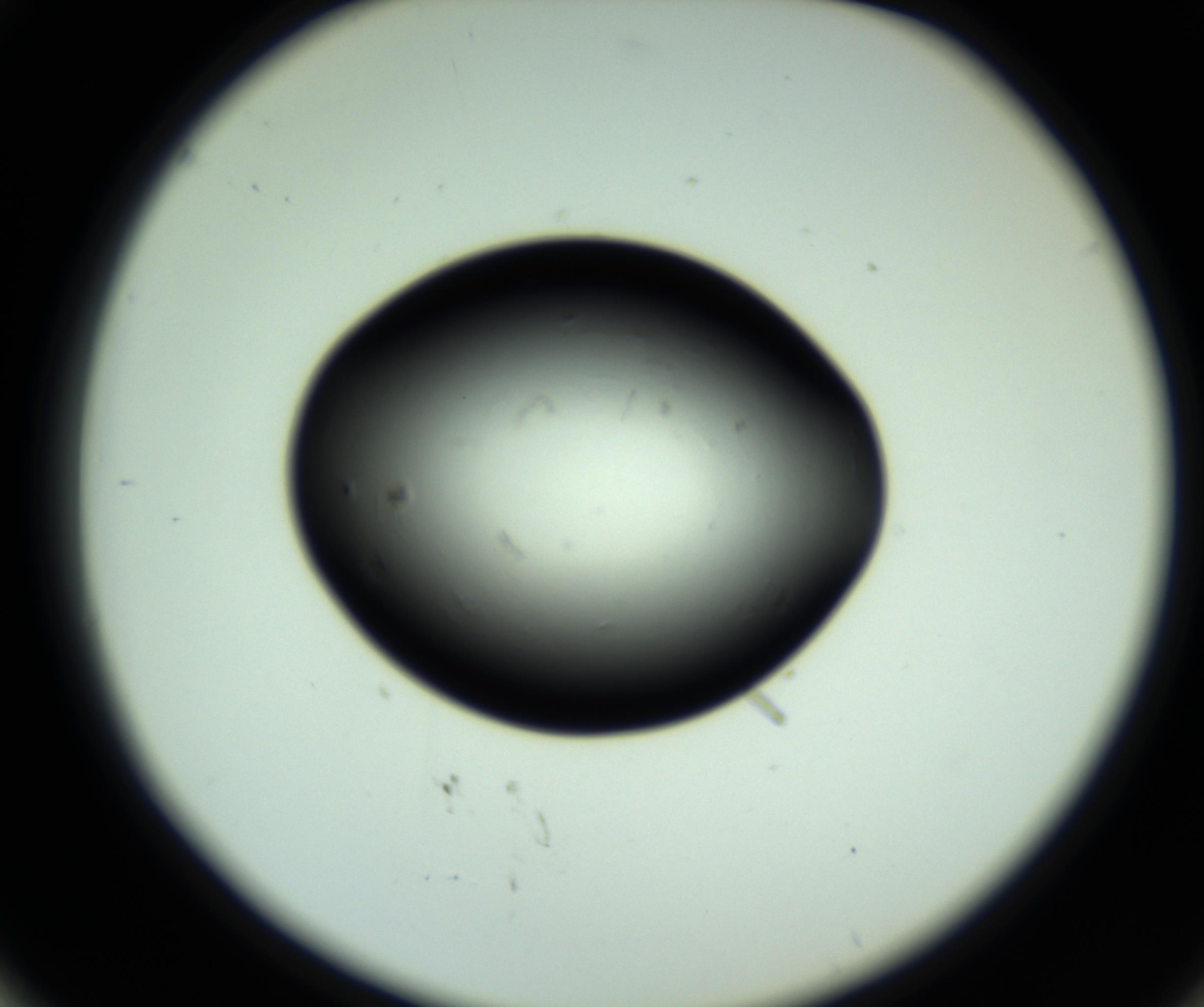 RI01_03_000_0212_Proj1_Clon1_MC_0000MC102810_006_161013_02_05_02_00_98_002_001_RAI.jpg