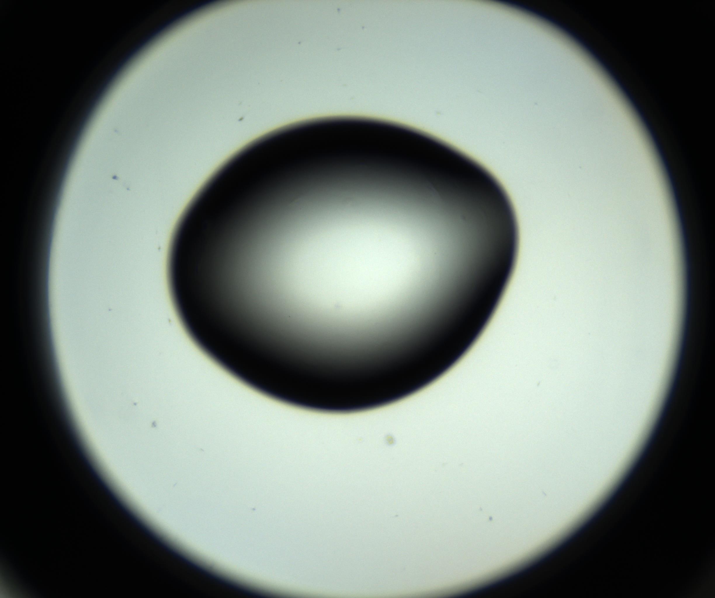 RI01_03_000_0212_Proj1_Clon1_MC_0000MC102810_006_161013_02_06_02_00_98_002_001_RAI.jpg