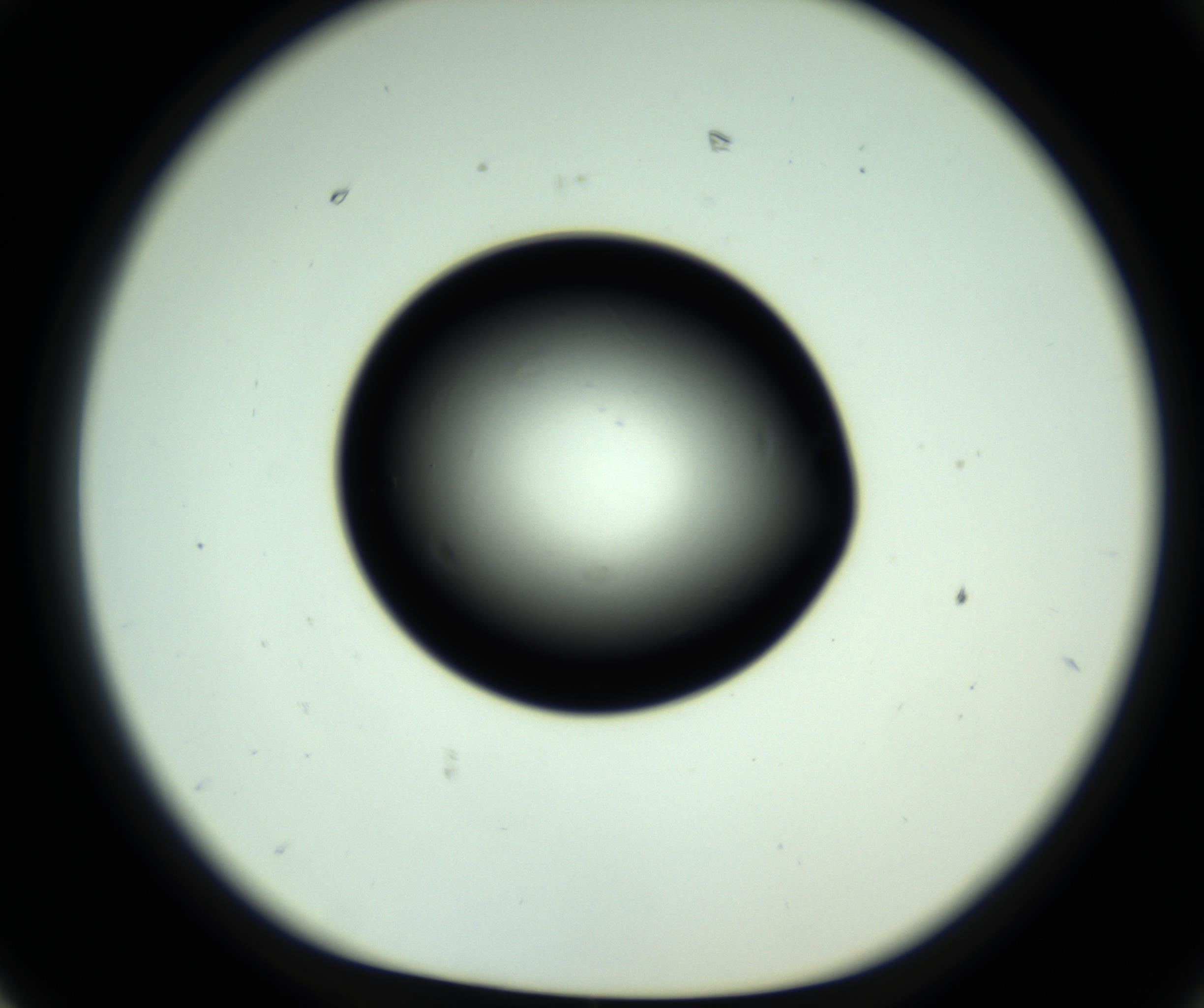 RI01_03_000_0212_Proj1_Clon1_MC_0000MC102810_006_161013_02_07_01_00_98_002_001_RAI.jpg
