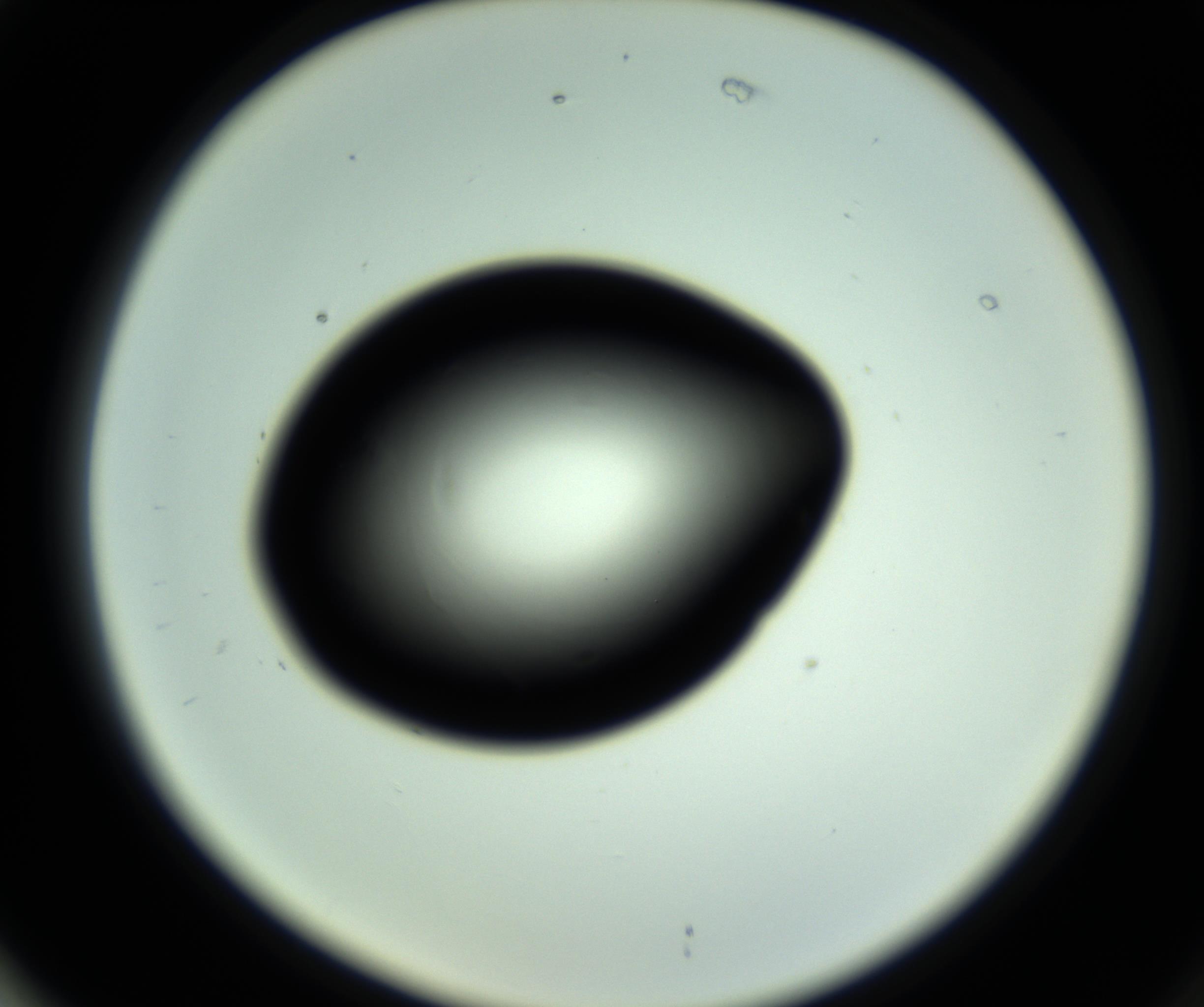 RI01_03_000_0212_Proj1_Clon1_MC_0000MC102810_006_161013_02_07_02_00_98_002_001_RAI.jpg