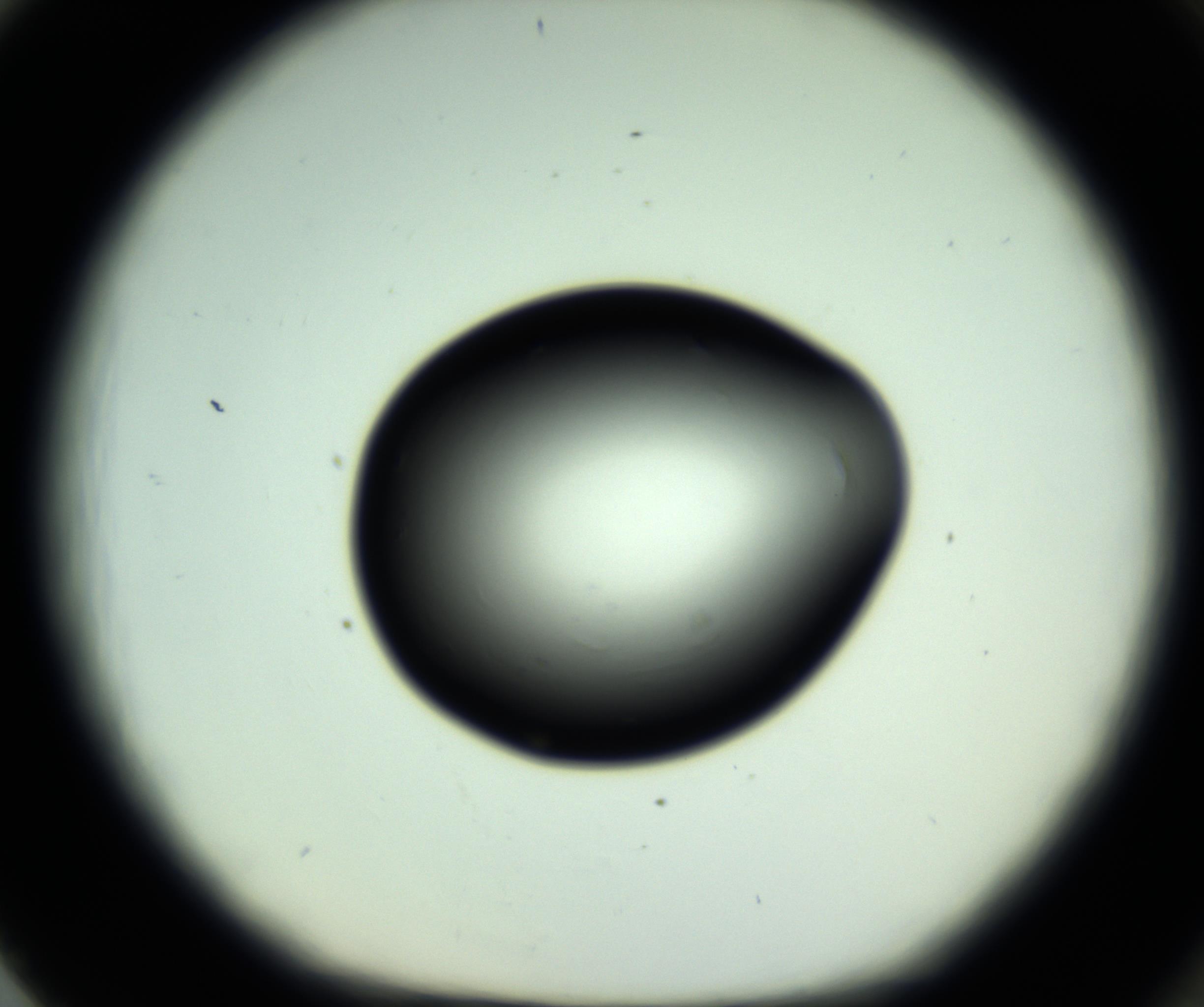 RI01_03_000_0212_Proj1_Clon1_MC_0000MC102810_006_161013_02_08_01_00_98_002_001_RAI.jpg