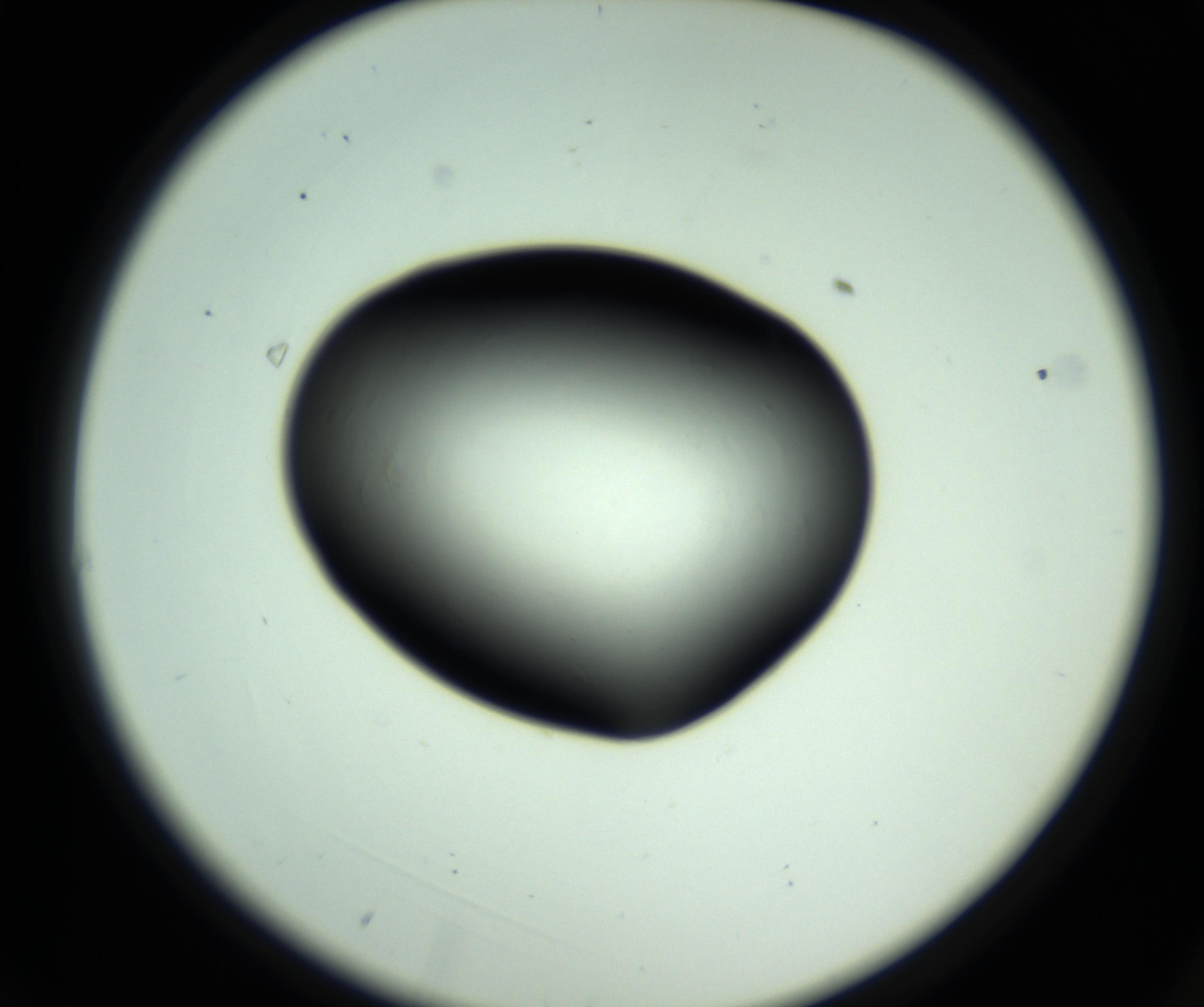 RI01_03_000_0212_Proj1_Clon1_MC_0000MC102810_006_161013_03_01_02_00_98_002_001_RAI.jpg