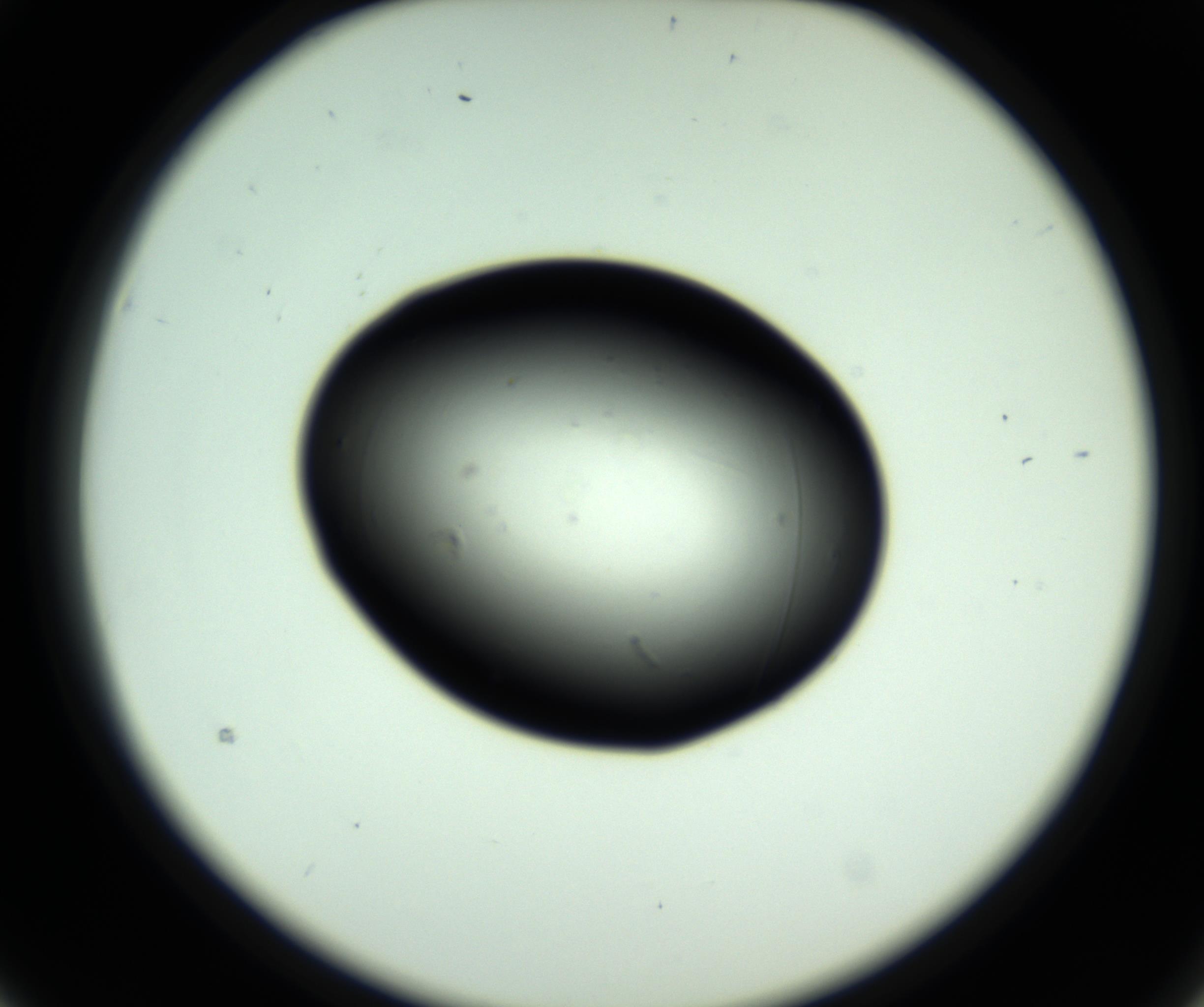 RI01_03_000_0212_Proj1_Clon1_MC_0000MC102810_006_161013_03_02_02_00_98_002_001_RAI.jpg