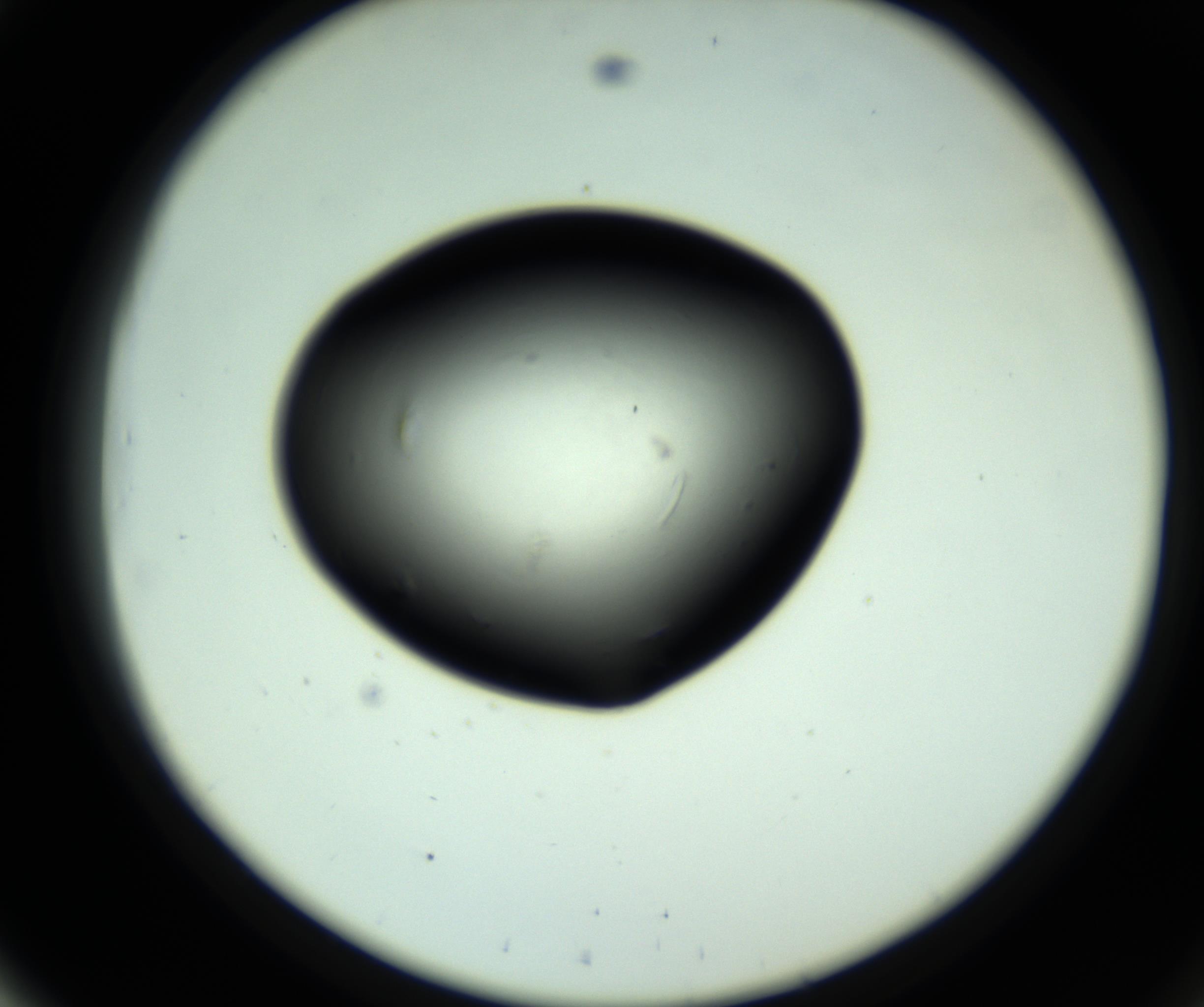 RI01_03_000_0212_Proj1_Clon1_MC_0000MC102810_006_161013_03_05_02_00_98_002_001_RAI.jpg
