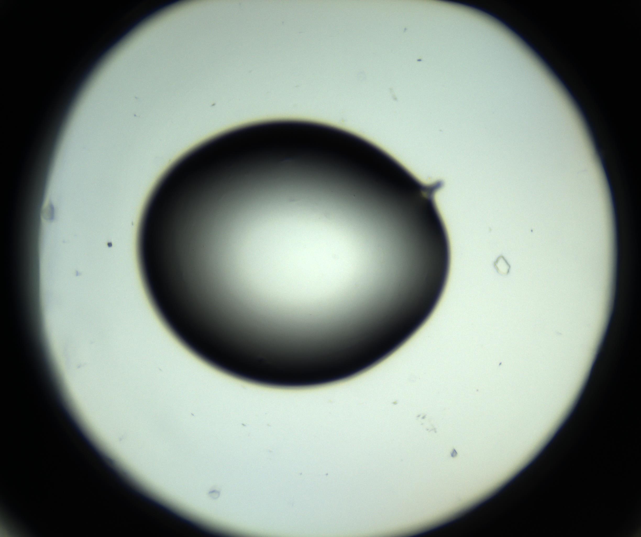 RI01_03_000_0212_Proj1_Clon1_MC_0000MC102810_006_161013_03_06_02_00_98_002_001_RAI.jpg