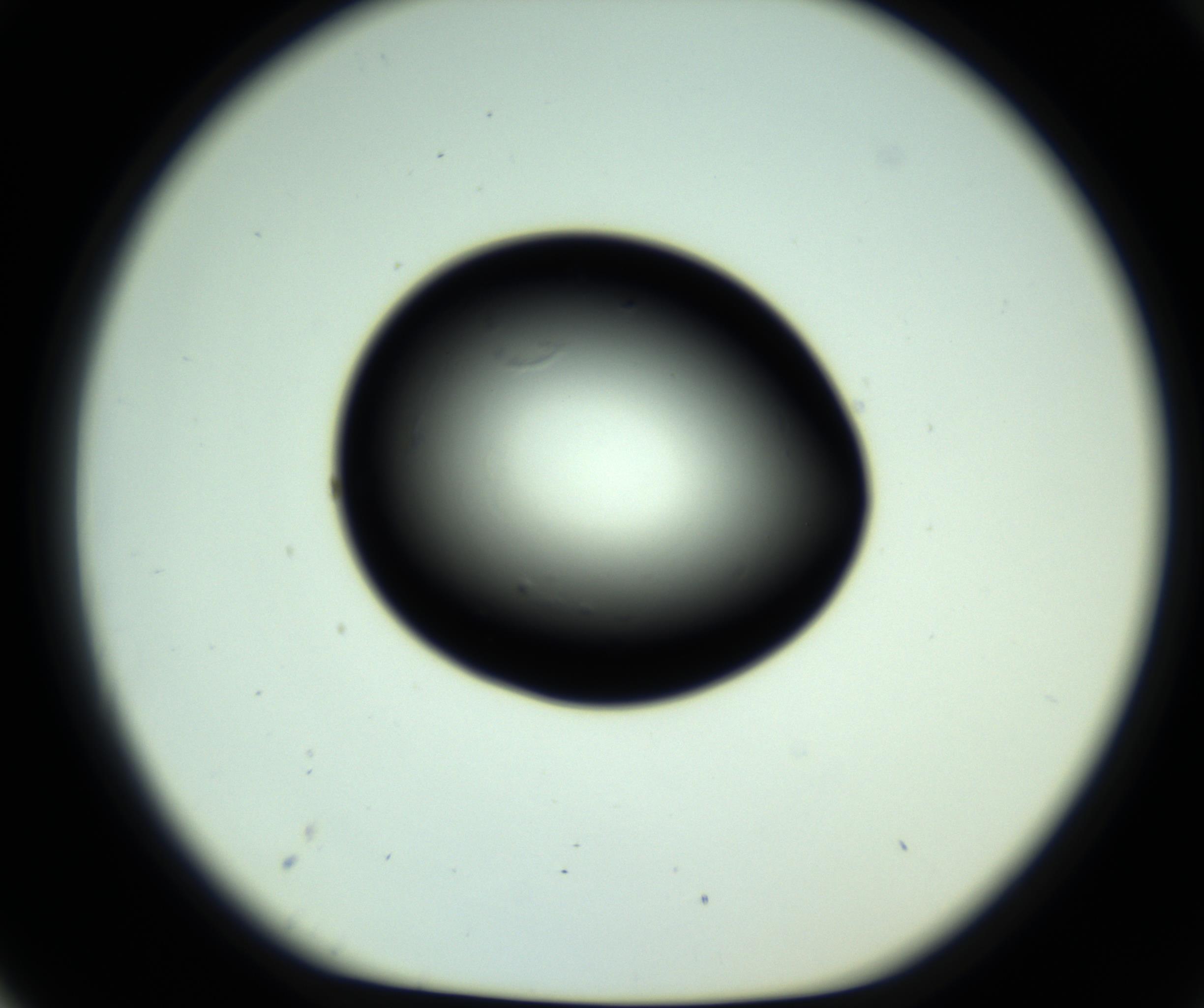 RI01_03_000_0212_Proj1_Clon1_MC_0000MC102810_006_161013_03_07_01_00_98_002_001_RAI.jpg