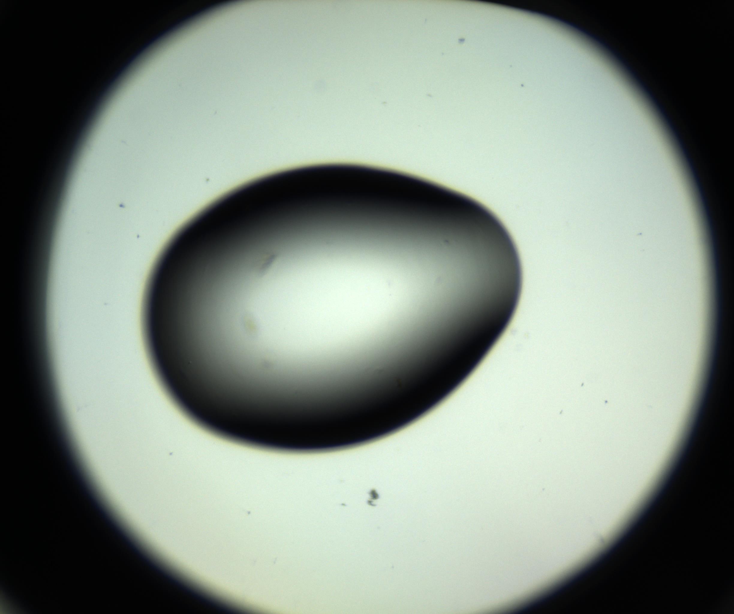 RI01_03_000_0212_Proj1_Clon1_MC_0000MC102810_006_161013_03_07_02_00_98_002_001_RAI.jpg