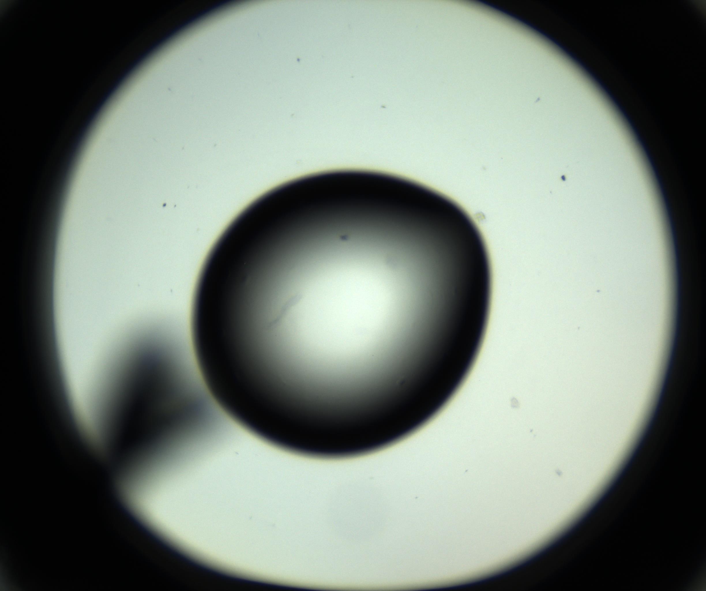 RI01_03_000_0212_Proj1_Clon1_MC_0000MC102810_006_161013_03_08_01_00_98_002_001_RAI.jpg