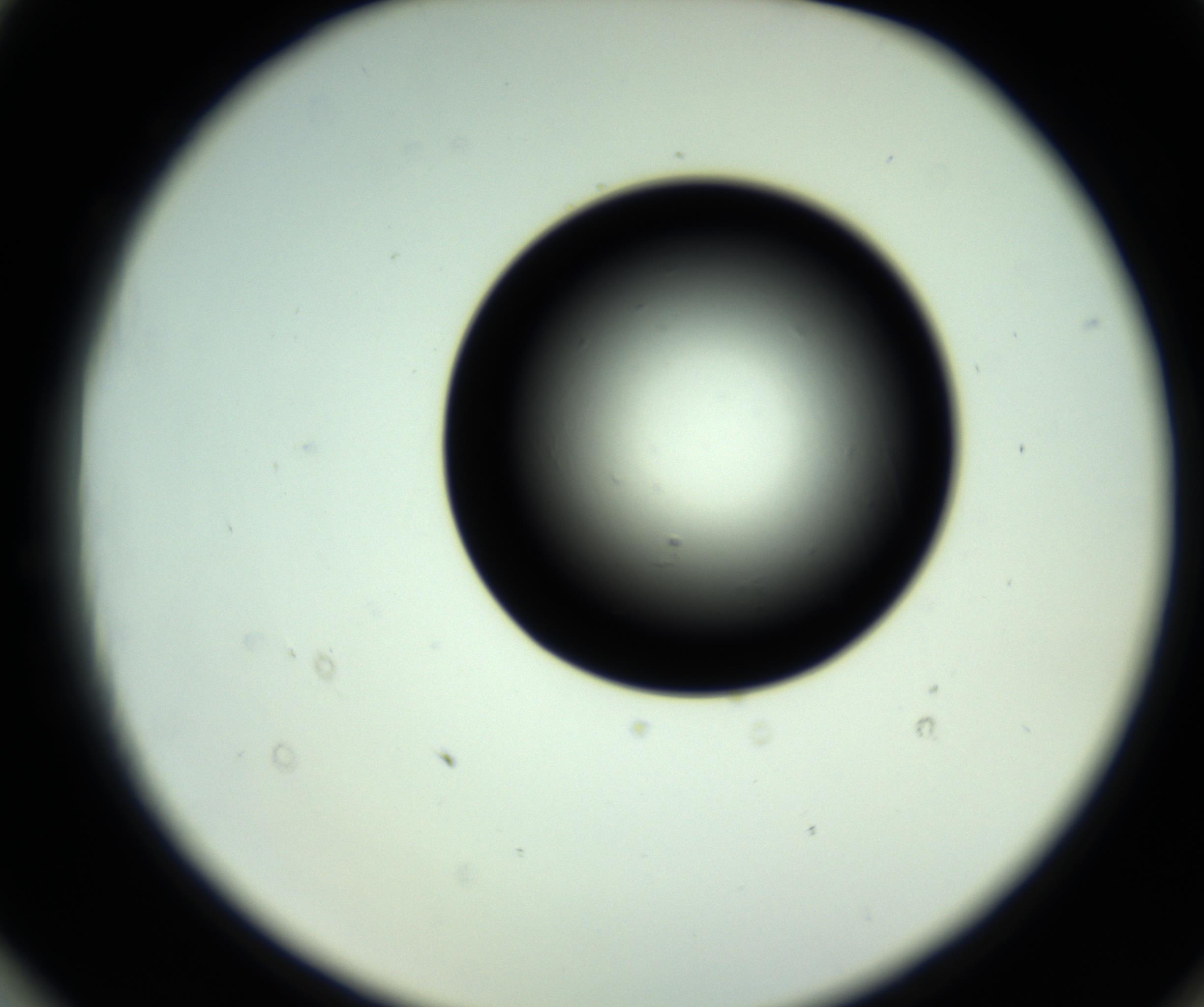 RI01_03_000_0212_Proj1_Clon1_MC_0000MC102810_006_161013_03_08_02_00_98_002_001_RAI.jpg