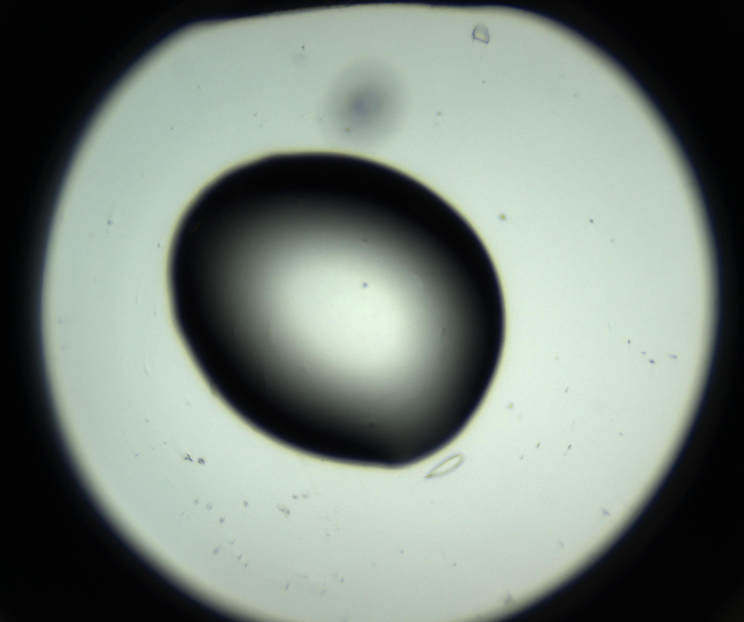 RI01_03_000_0212_Proj1_Clon1_MC_0000MC102810_006_161013_04_01_02_00_98_002_001_RAI.jpg