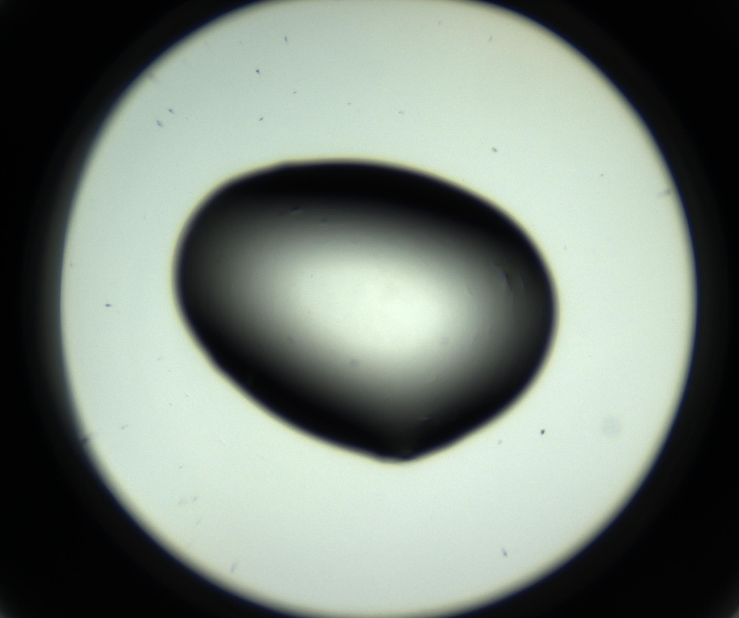 RI01_03_000_0212_Proj1_Clon1_MC_0000MC102810_006_161013_04_02_02_00_98_002_001_RAI.jpg