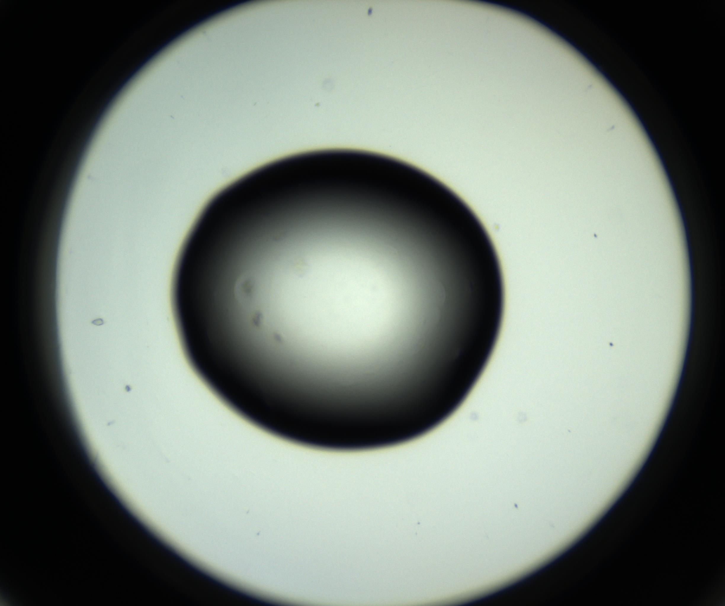 RI01_03_000_0212_Proj1_Clon1_MC_0000MC102810_006_161013_04_03_02_00_98_002_001_RAI.jpg