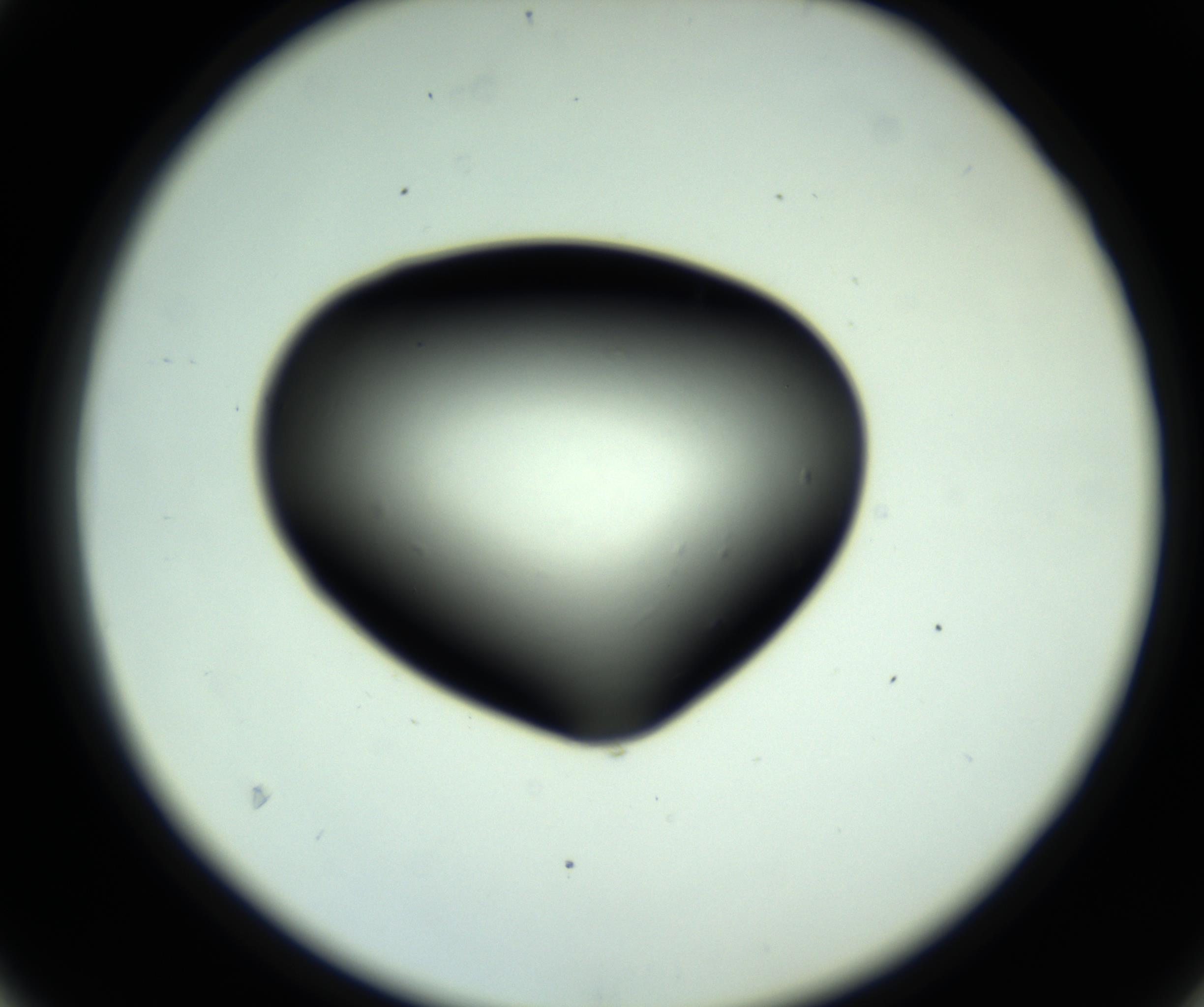 RI01_03_000_0212_Proj1_Clon1_MC_0000MC102810_006_161013_04_04_02_00_98_002_001_RAI.jpg