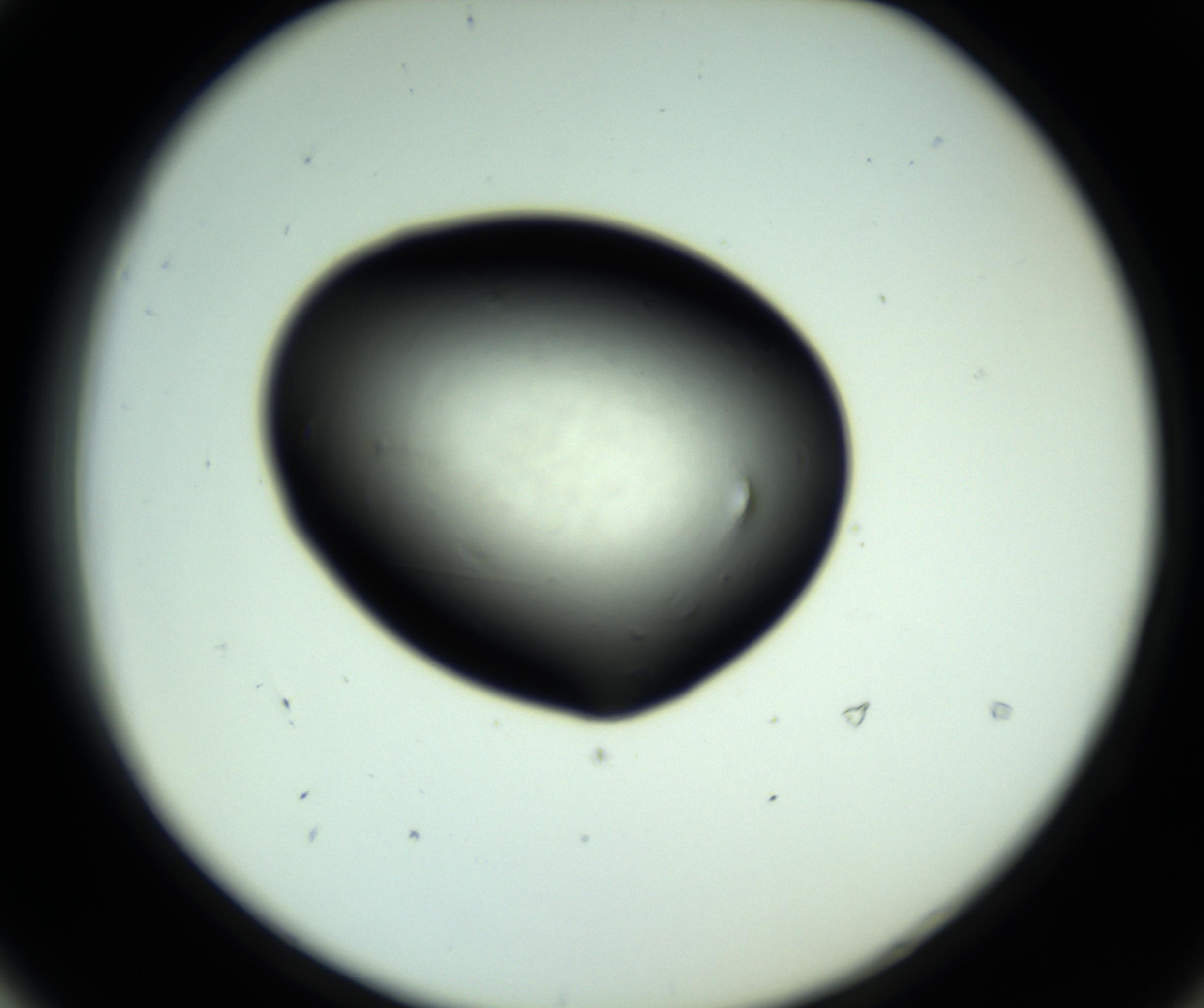 RI01_03_000_0212_Proj1_Clon1_MC_0000MC102810_006_161013_04_05_02_00_98_002_001_RAI.jpg