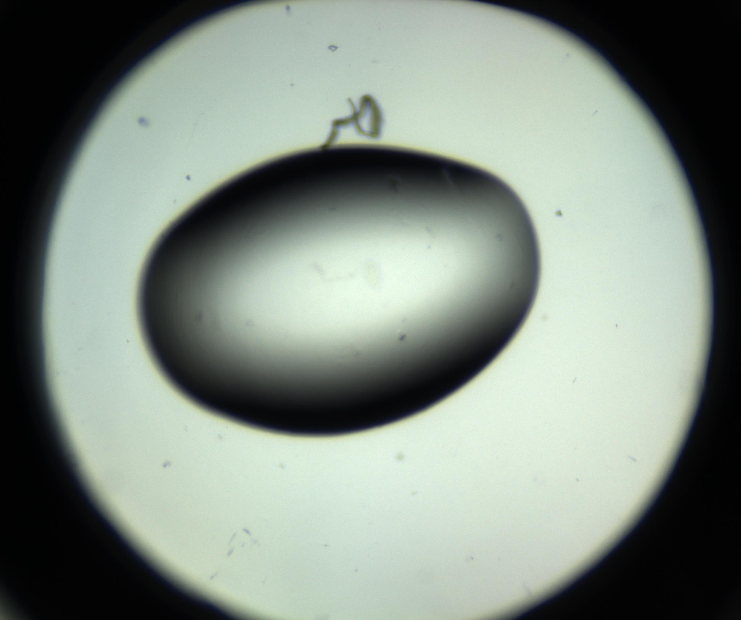 RI01_03_000_0212_Proj1_Clon1_MC_0000MC102810_006_161013_04_07_02_00_98_002_001_RAI.jpg