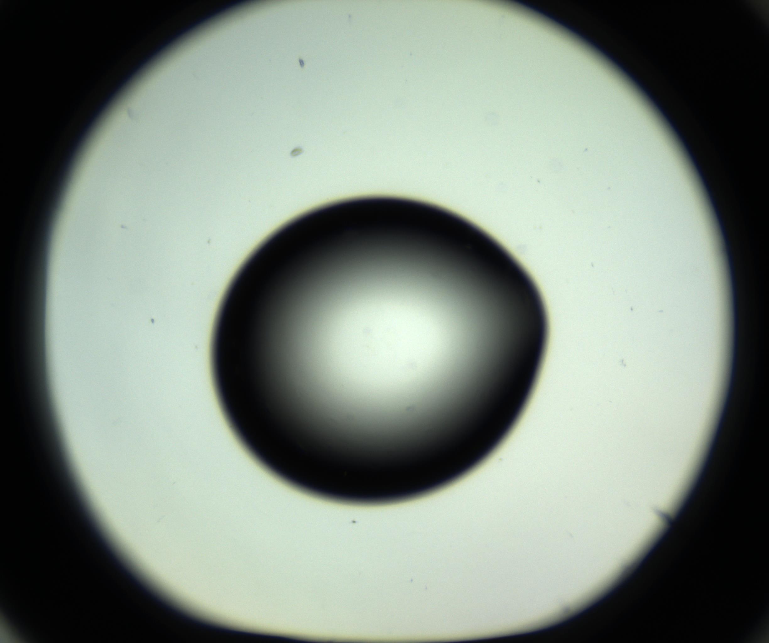 RI01_03_000_0212_Proj1_Clon1_MC_0000MC102810_006_161013_04_08_01_00_98_002_001_RAI.jpg