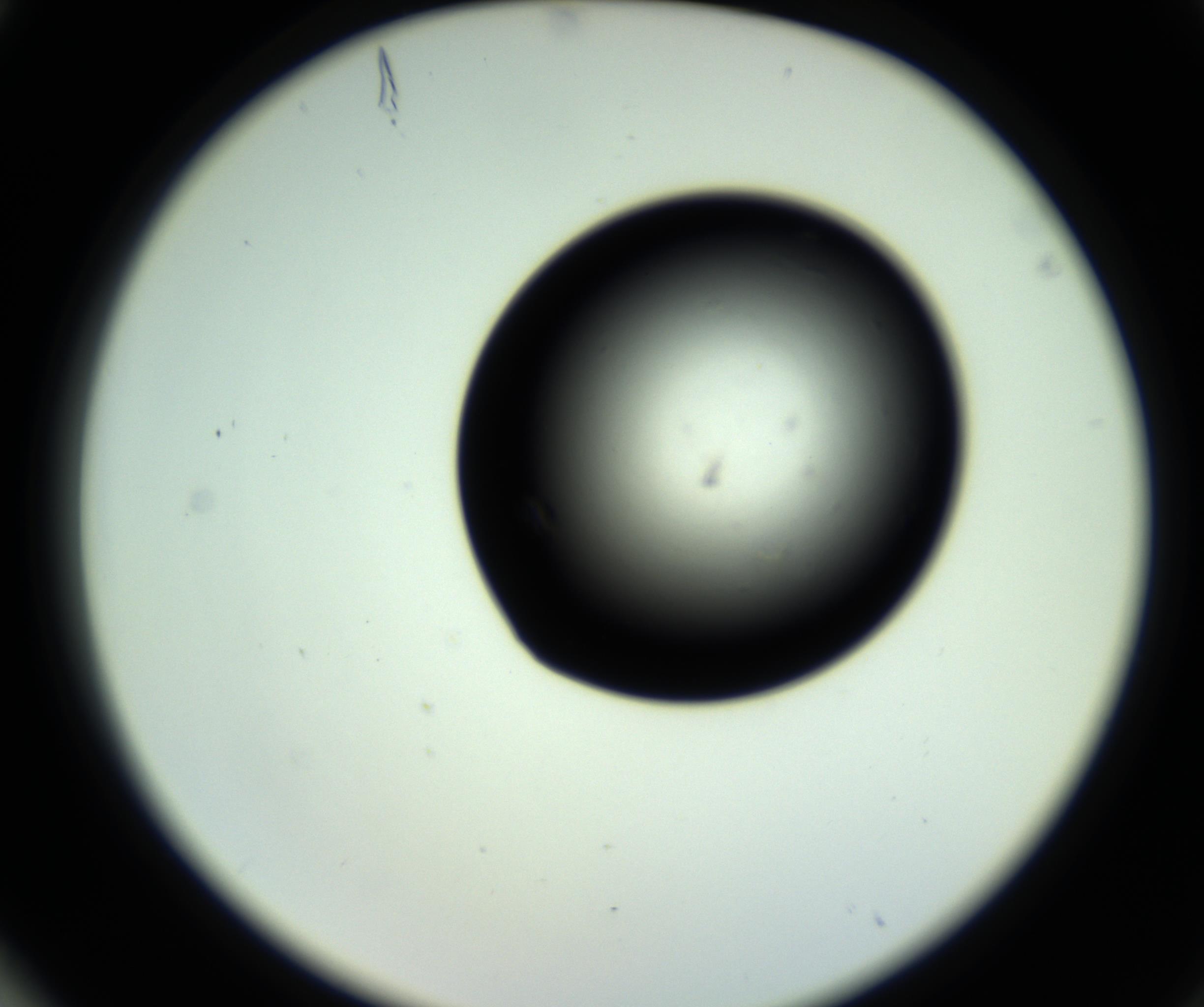 RI01_03_000_0212_Proj1_Clon1_MC_0000MC102810_006_161013_04_08_02_00_98_002_001_RAI.jpg