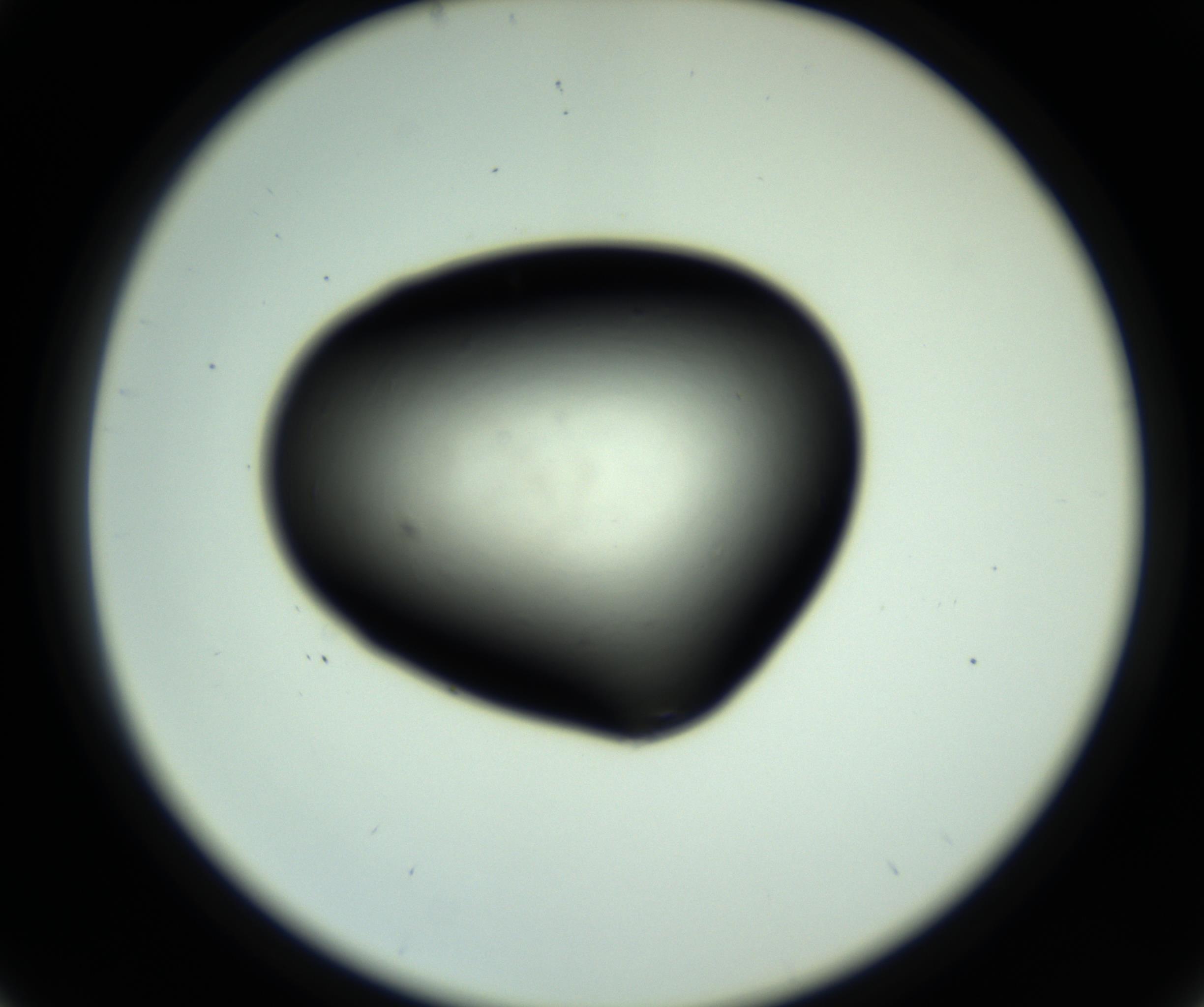 RI01_03_000_0212_Proj1_Clon1_MC_0000MC102810_006_161013_05_03_02_00_98_002_001_RAI.jpg