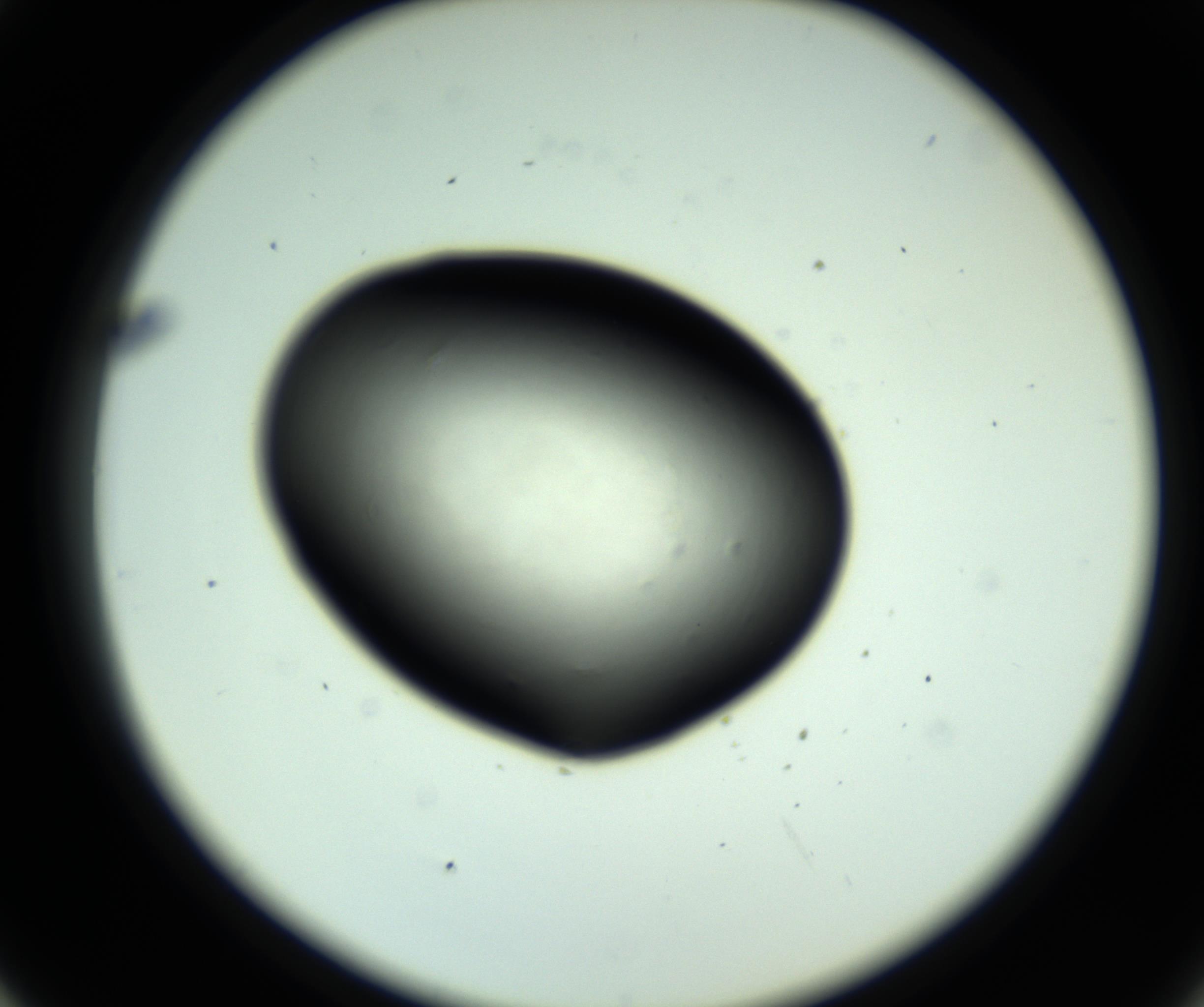 RI01_03_000_0212_Proj1_Clon1_MC_0000MC102810_006_161013_05_04_02_00_98_002_001_RAI.jpg