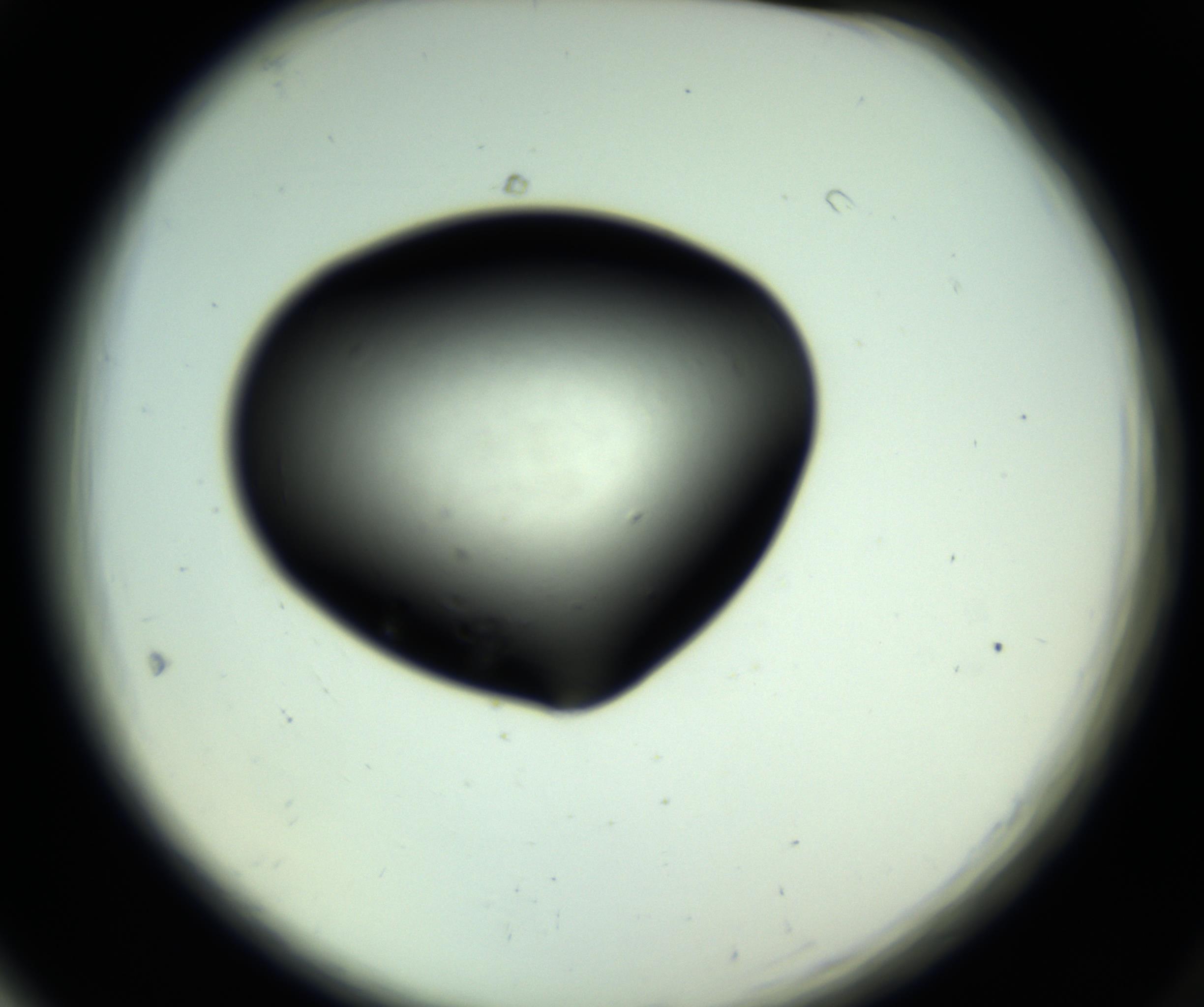 RI01_03_000_0212_Proj1_Clon1_MC_0000MC102810_006_161013_05_06_02_00_98_002_001_RAI.jpg