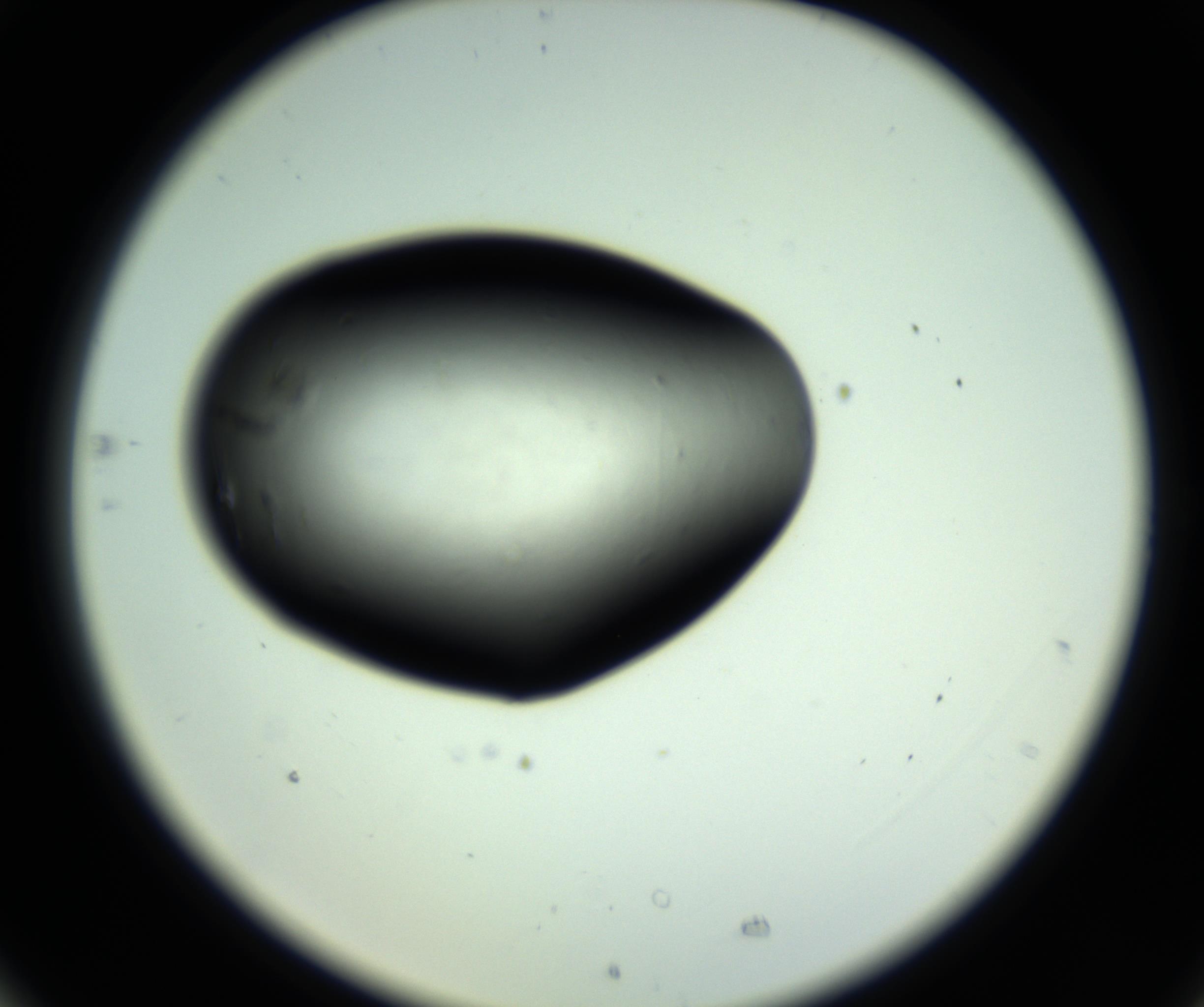 RI01_03_000_0212_Proj1_Clon1_MC_0000MC102810_006_161013_05_07_02_00_98_002_001_RAI.jpg