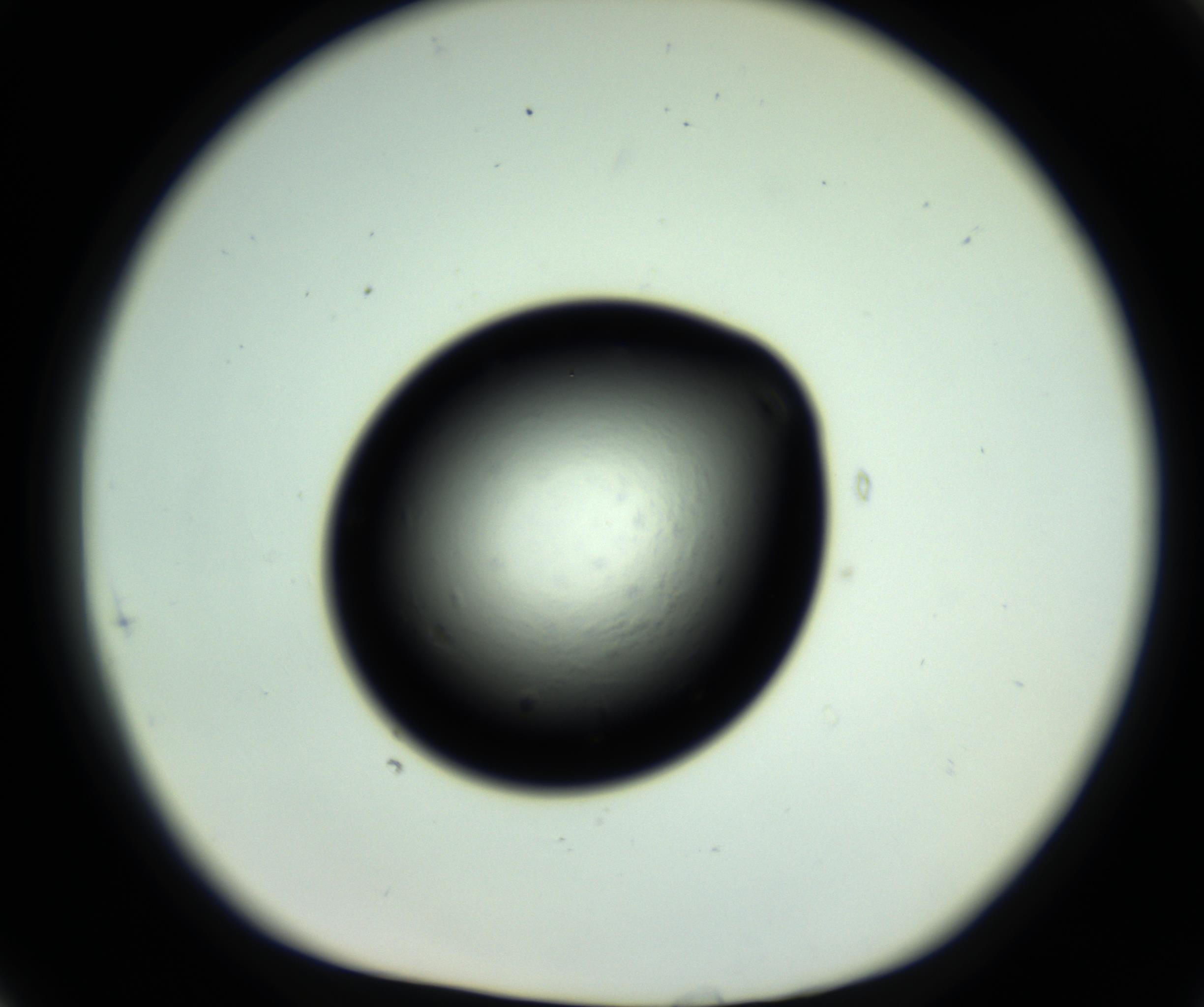 RI01_03_000_0212_Proj1_Clon1_MC_0000MC102810_006_161013_05_08_01_00_98_002_001_RAI.jpg