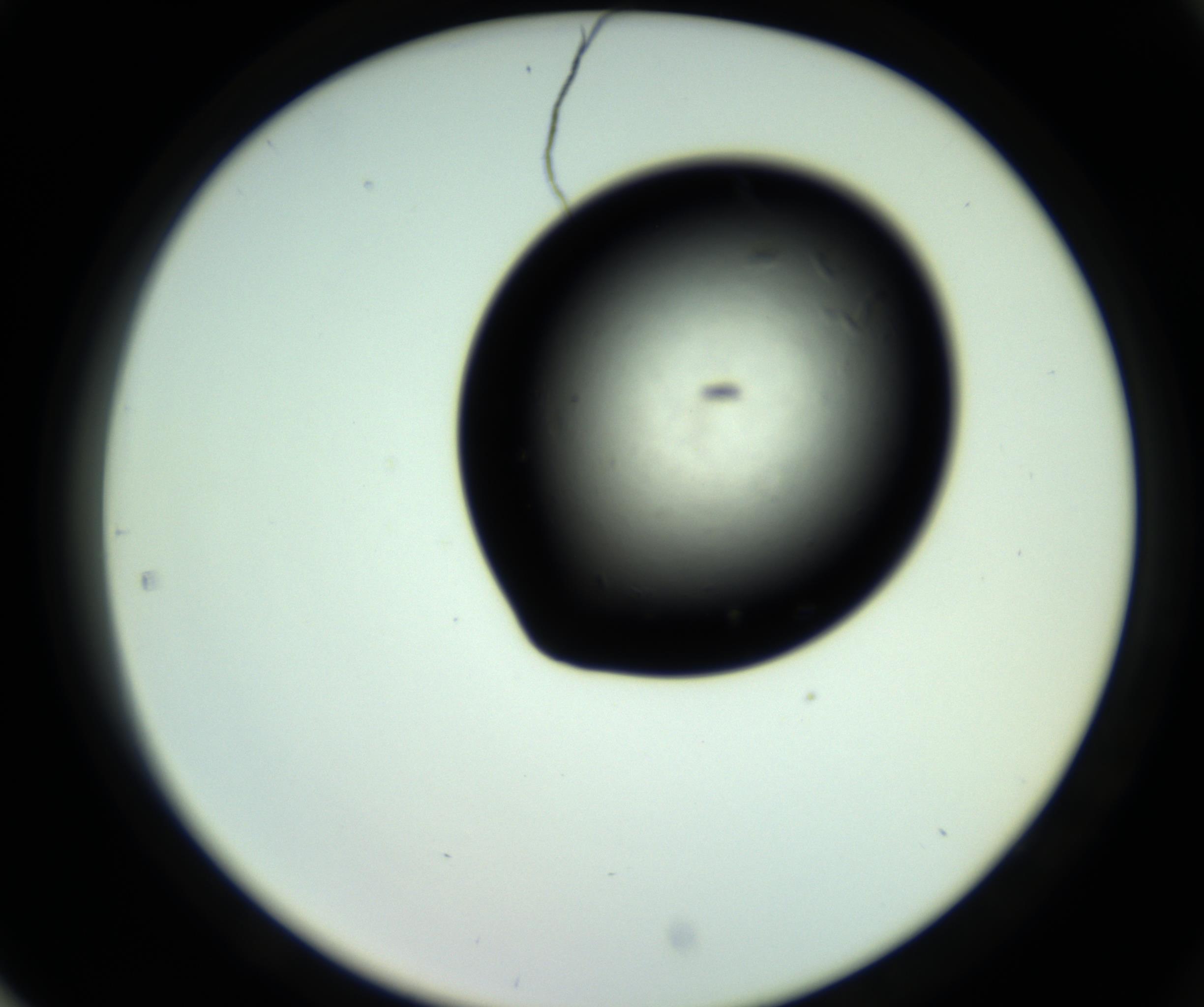 RI01_03_000_0212_Proj1_Clon1_MC_0000MC102810_006_161013_05_08_02_00_98_002_001_RAI.jpg
