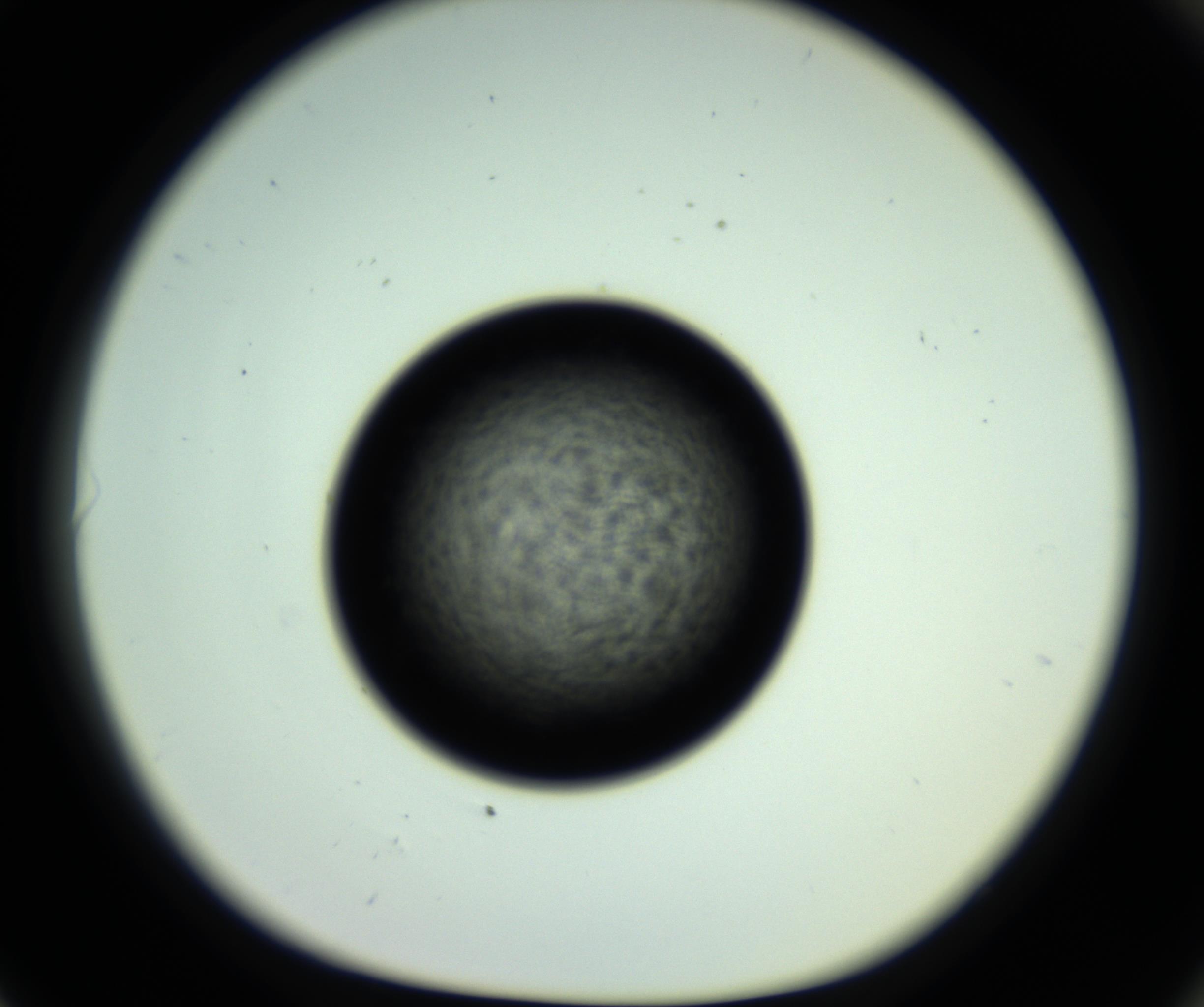 RI01_03_000_0212_Proj1_Clon1_MC_0000MC102810_006_161013_06_08_01_00_98_002_001_RAI.jpg
